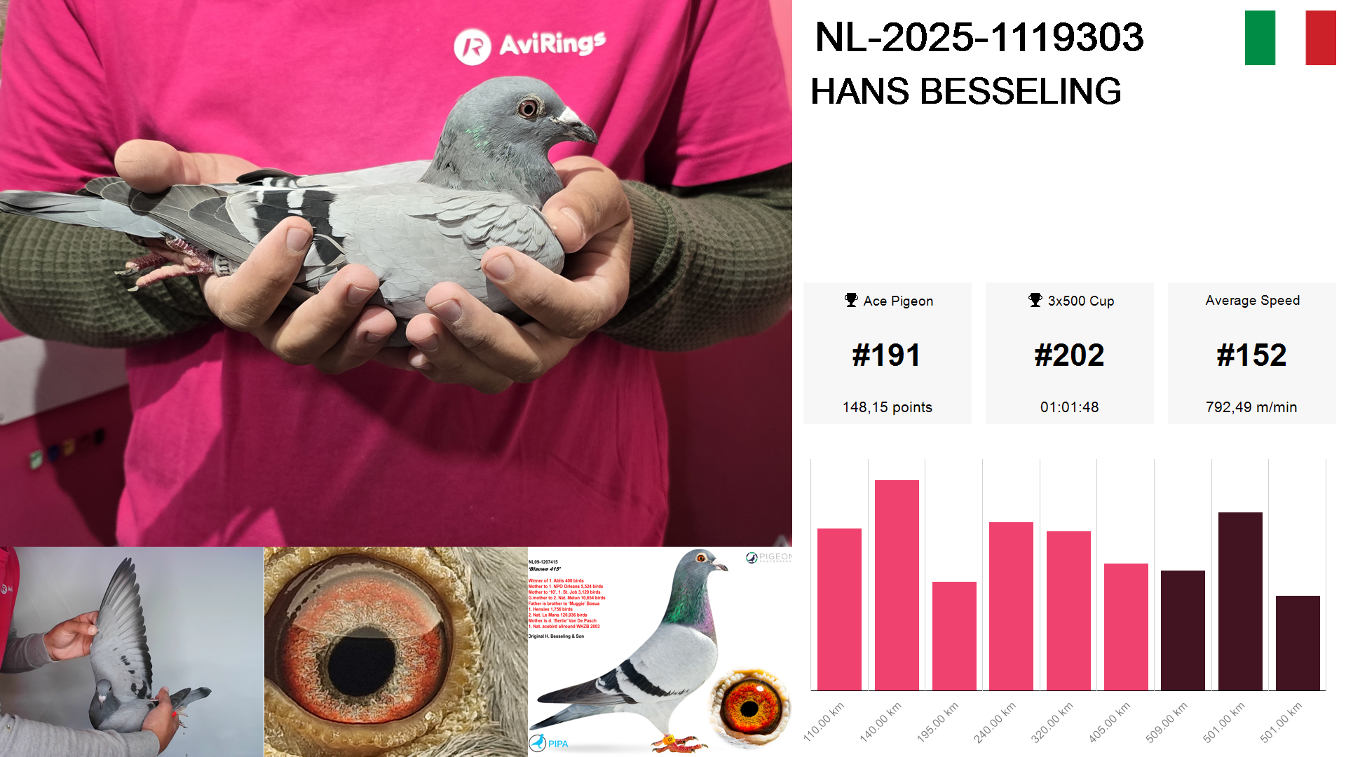 Pigeon summary image