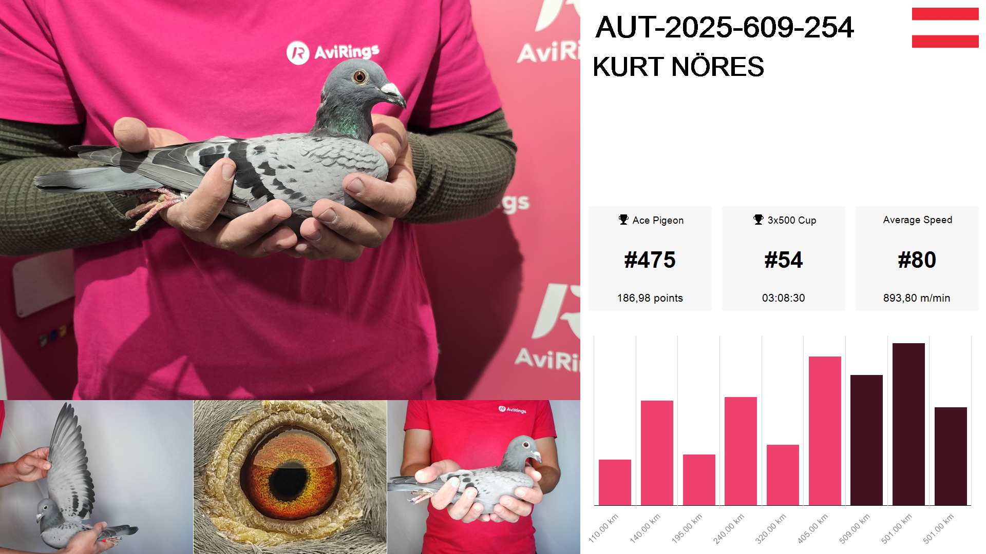 Pigeon summary image