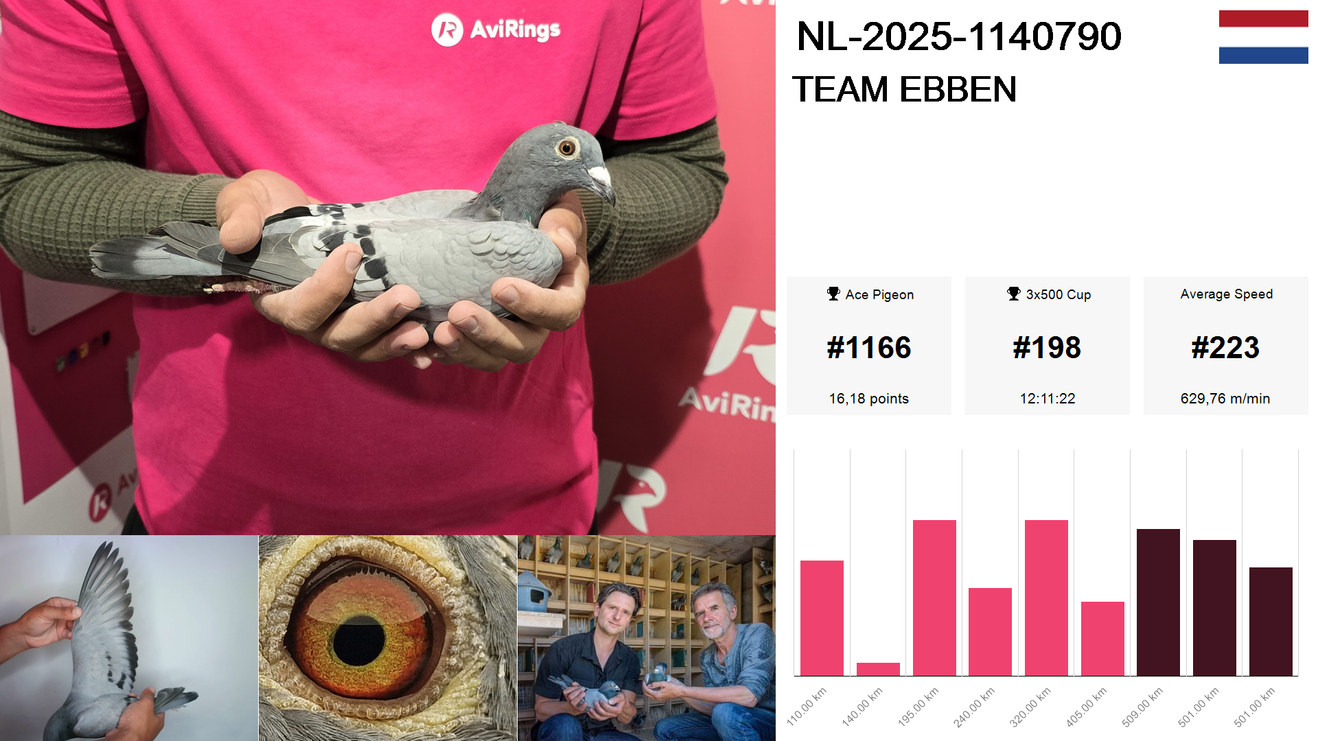 Pigeon summary image