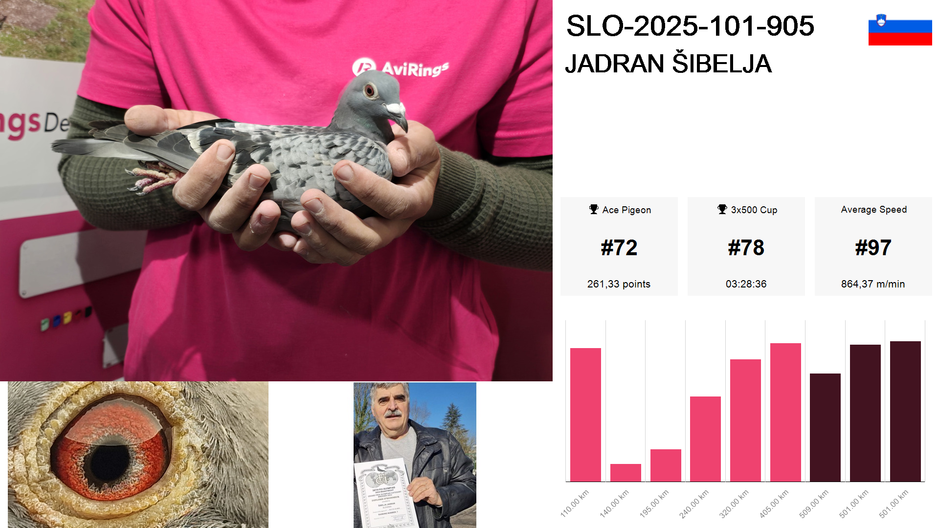 Pigeon summary image