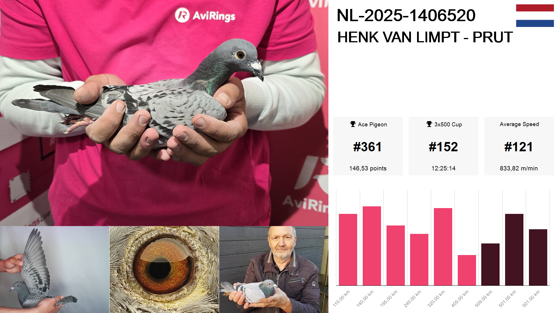 Pigeon summary image