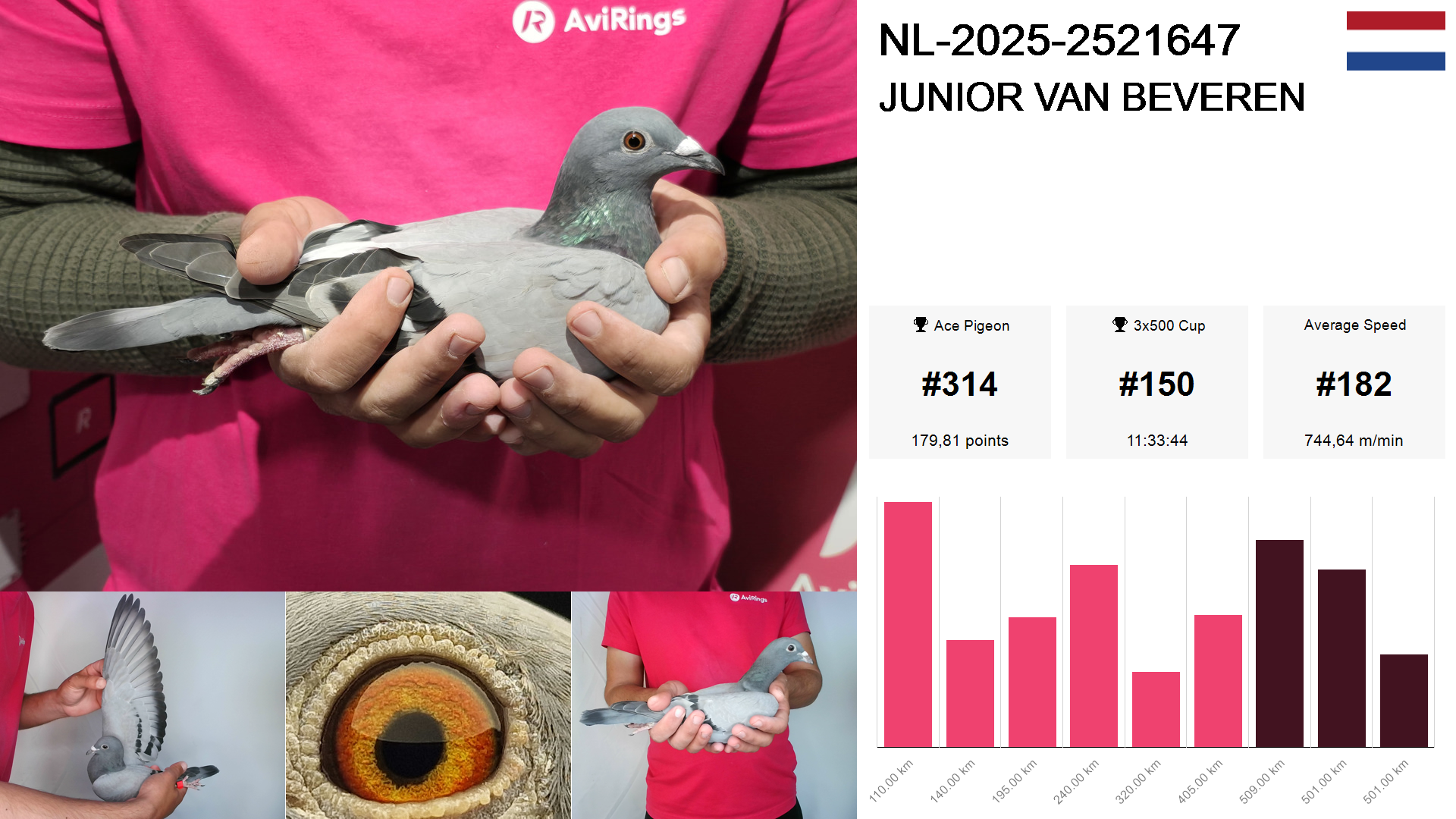 Pigeon summary image