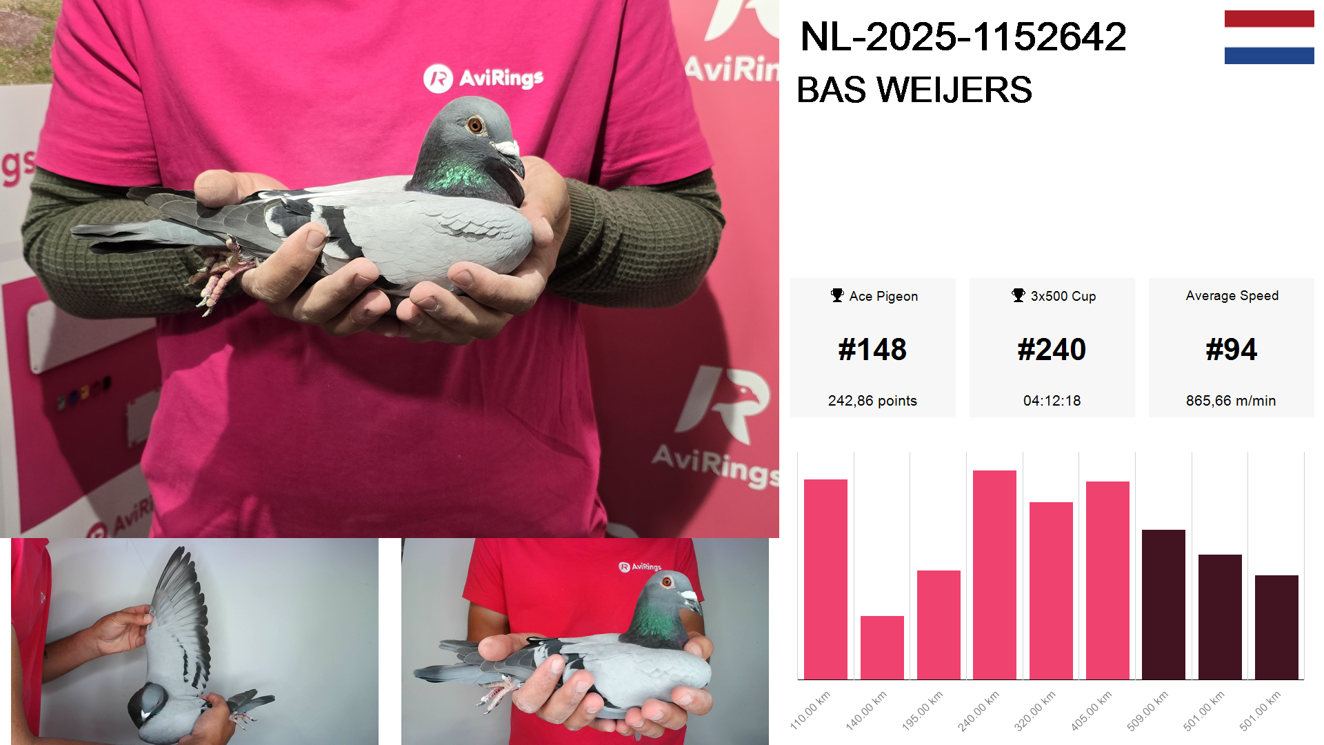 Pigeon summary image