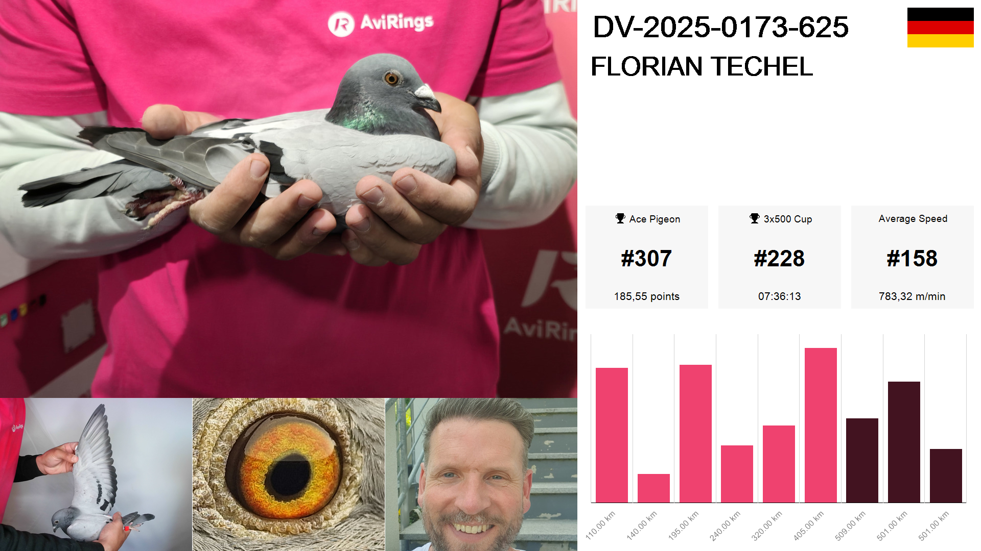 Pigeon summary image