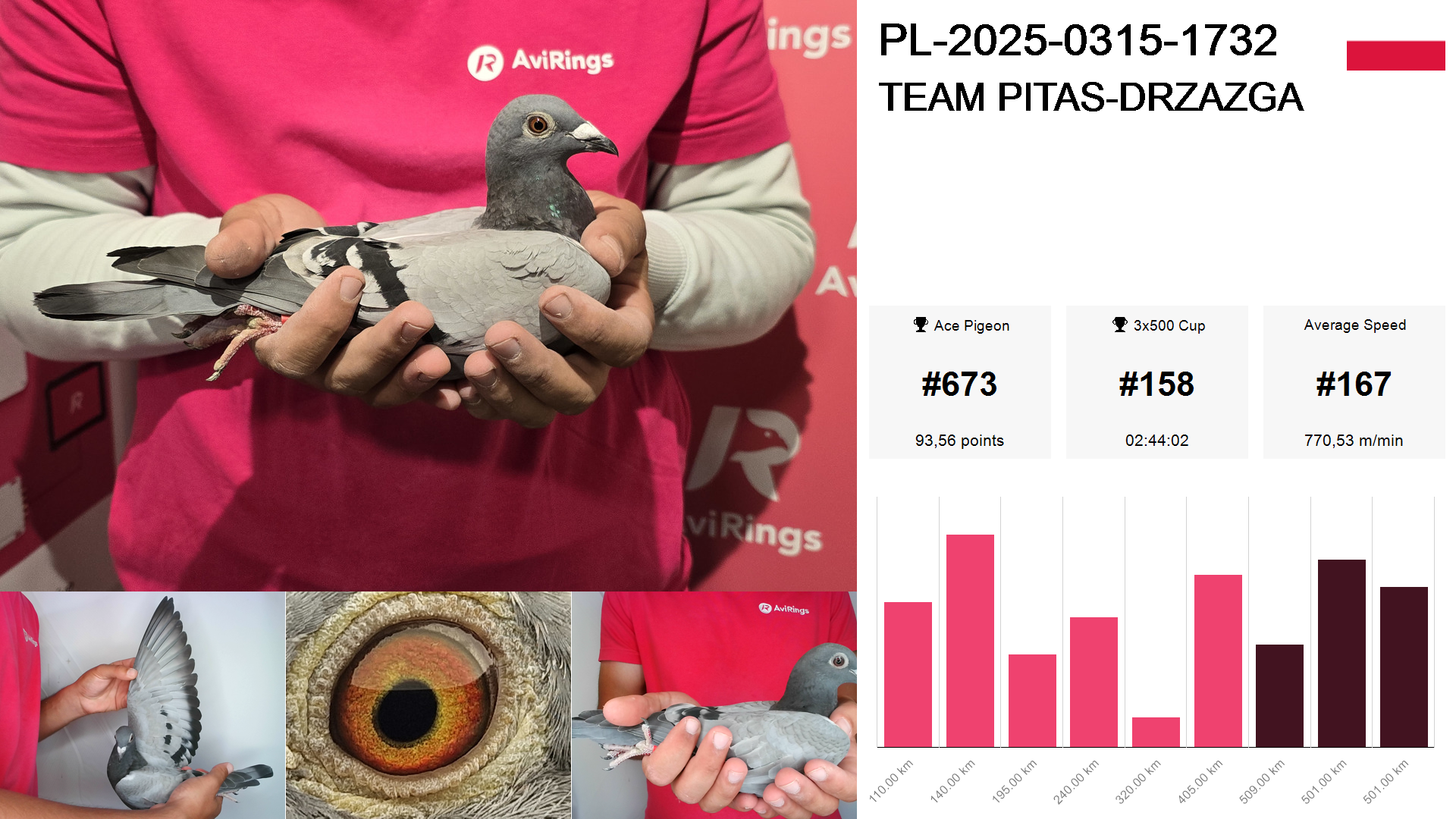 Pigeon summary image