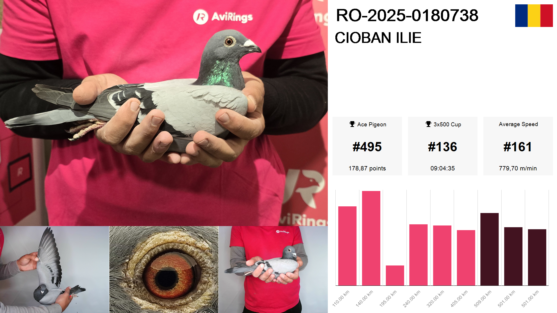 Pigeon summary image