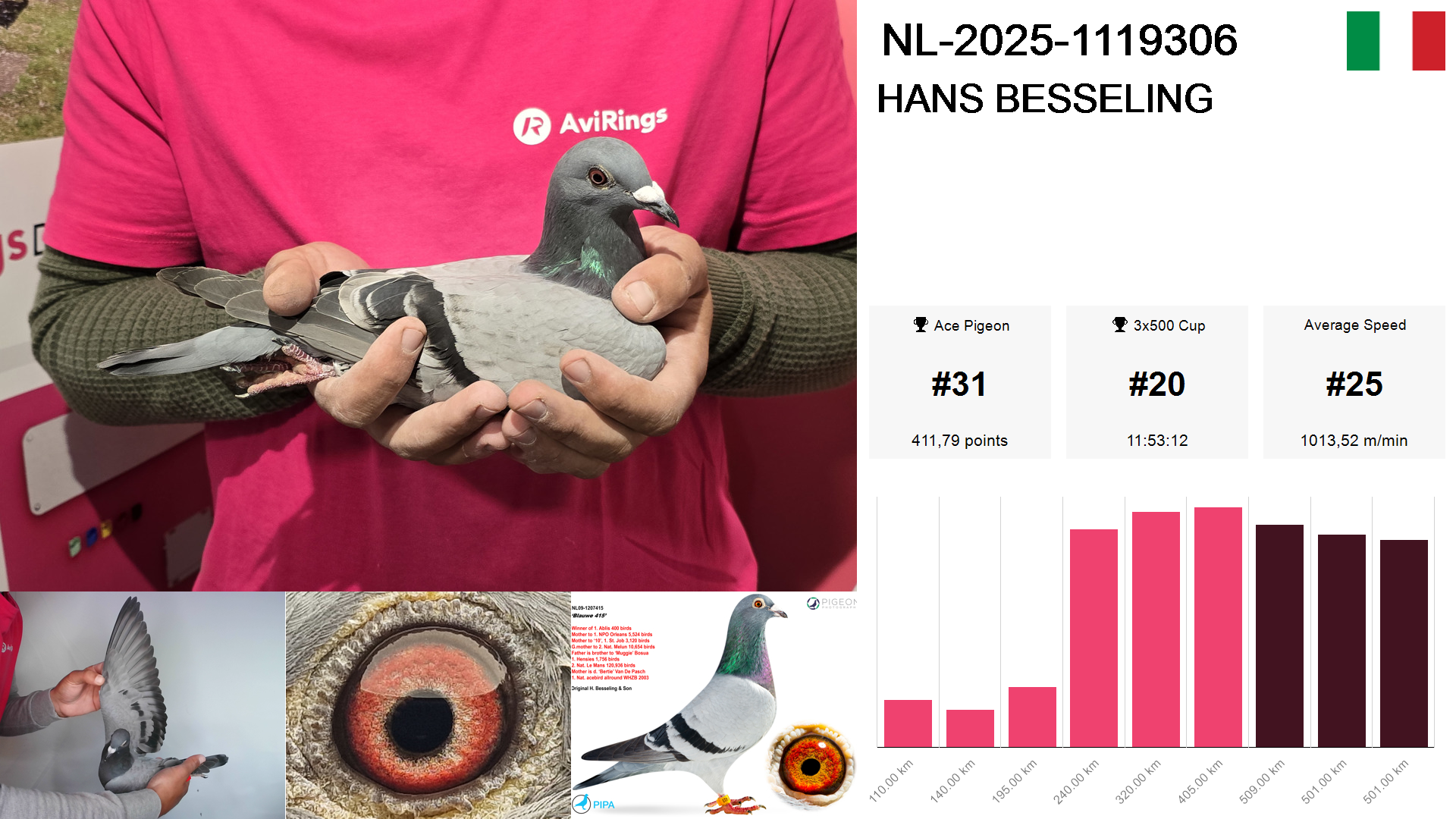 Pigeon summary image