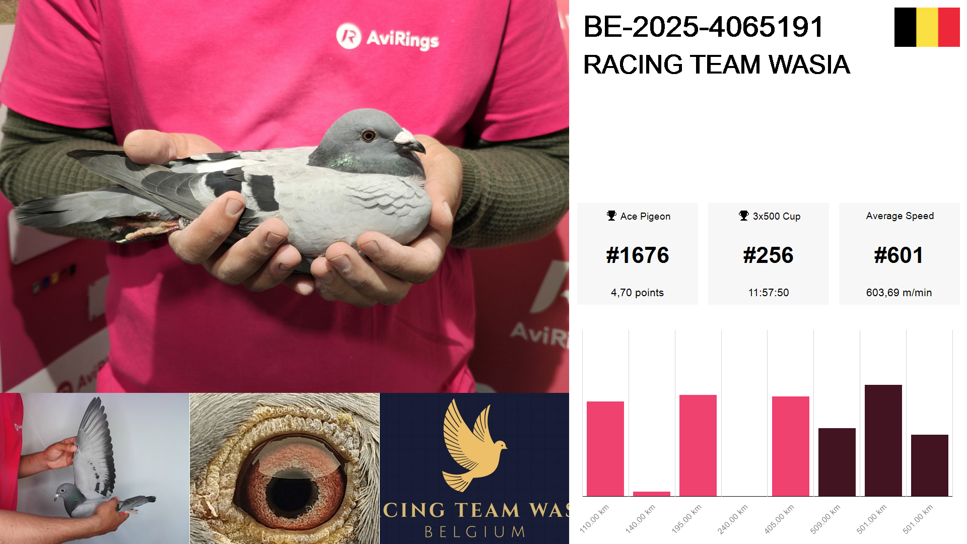 Pigeon summary image