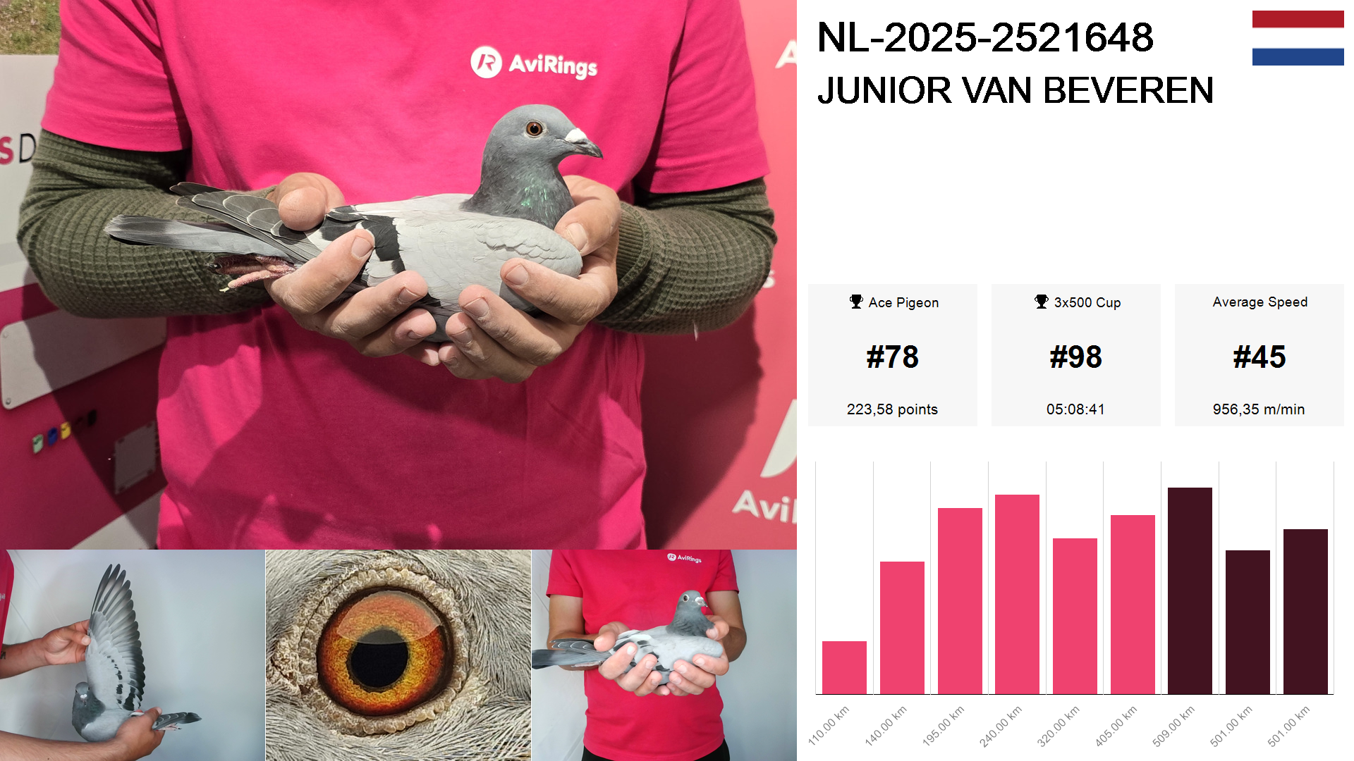 Pigeon summary image
