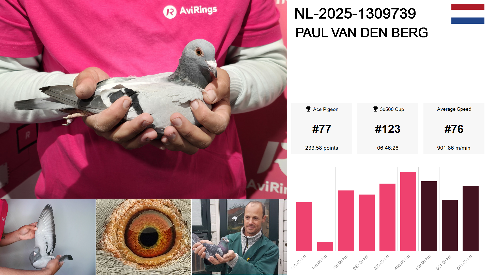 Pigeon summary image