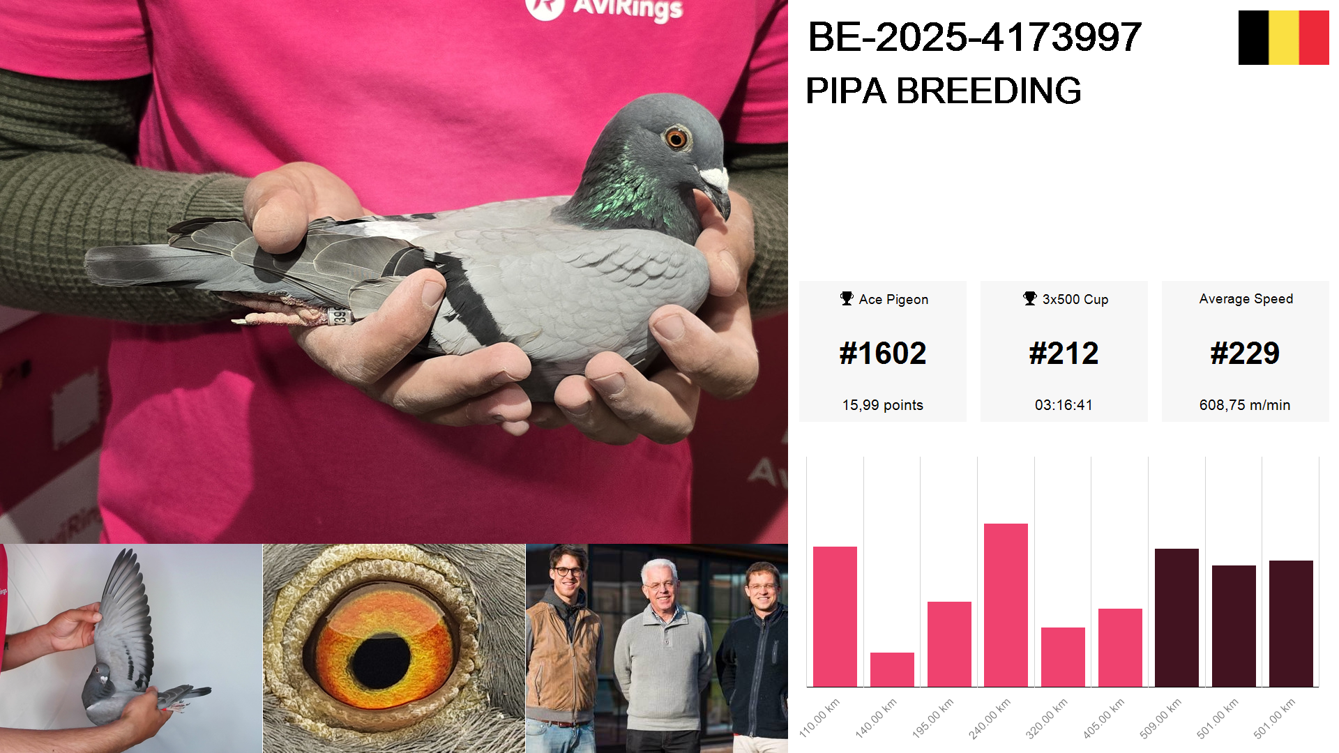 Pigeon summary image