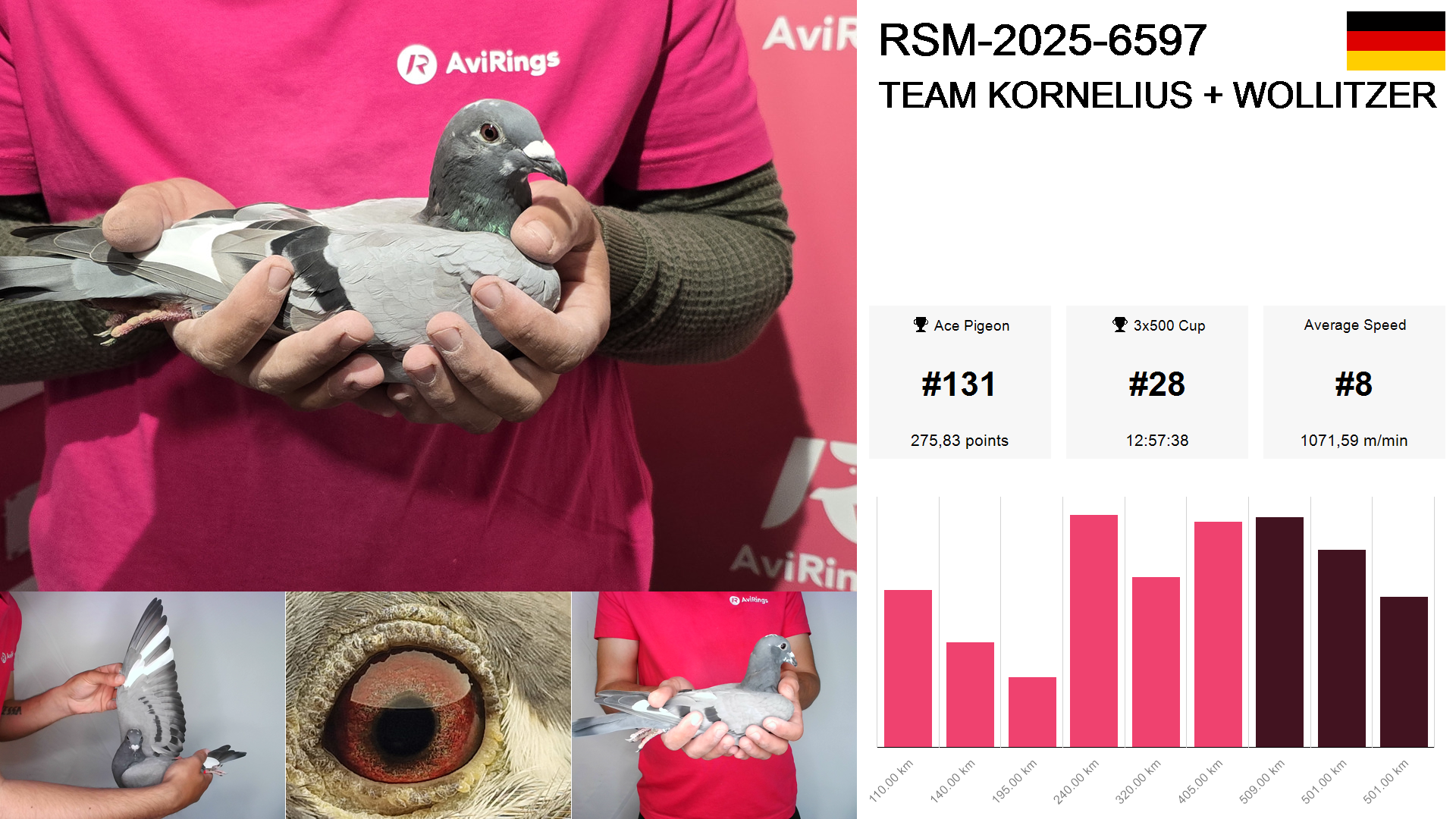 Pigeon summary image