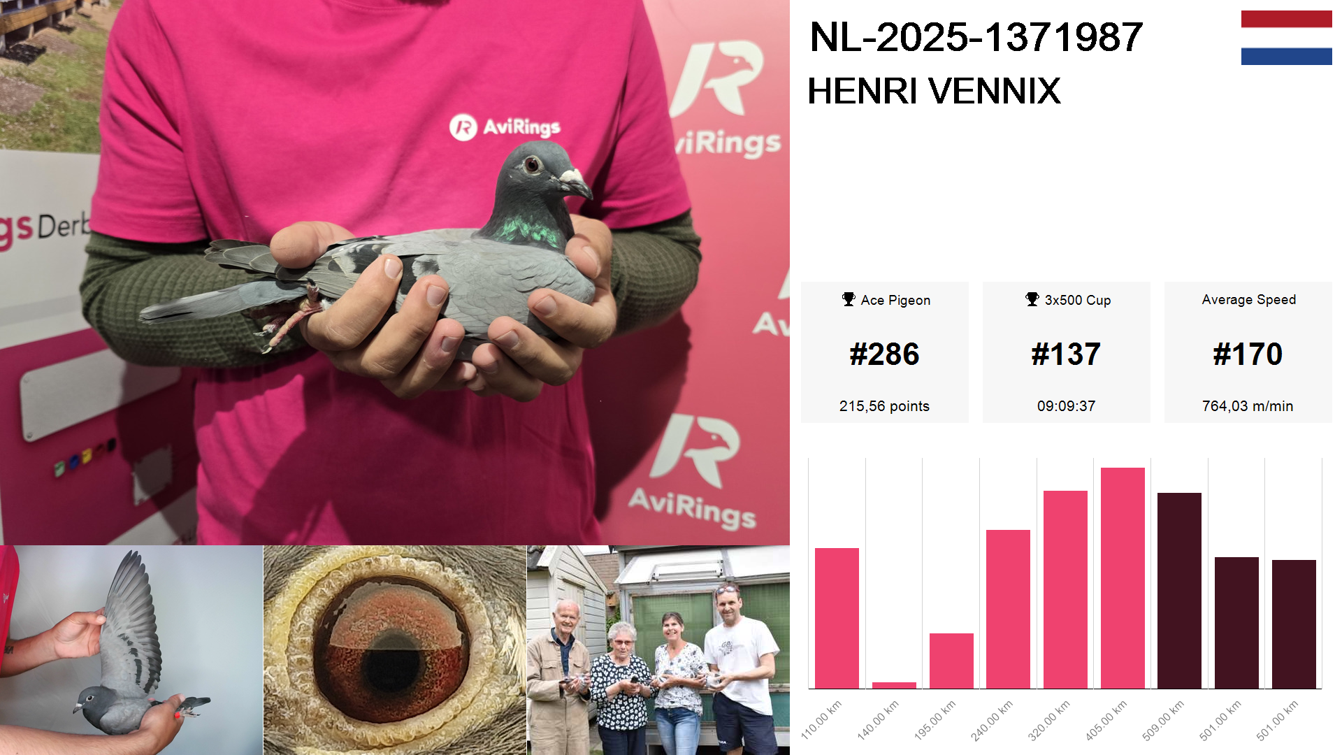 Pigeon summary image