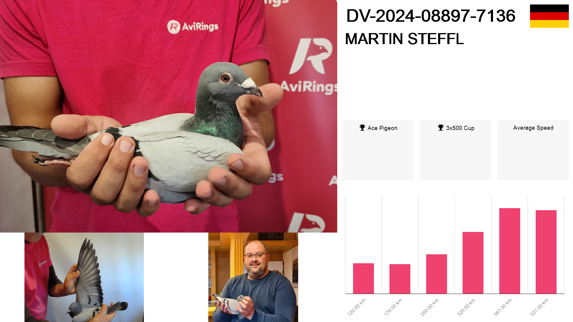 Pigeon summary image