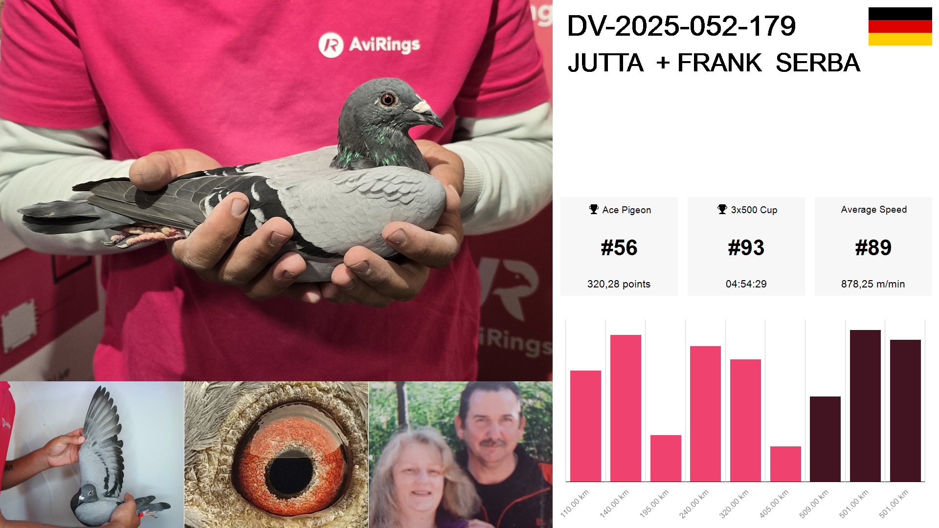 Pigeon summary image