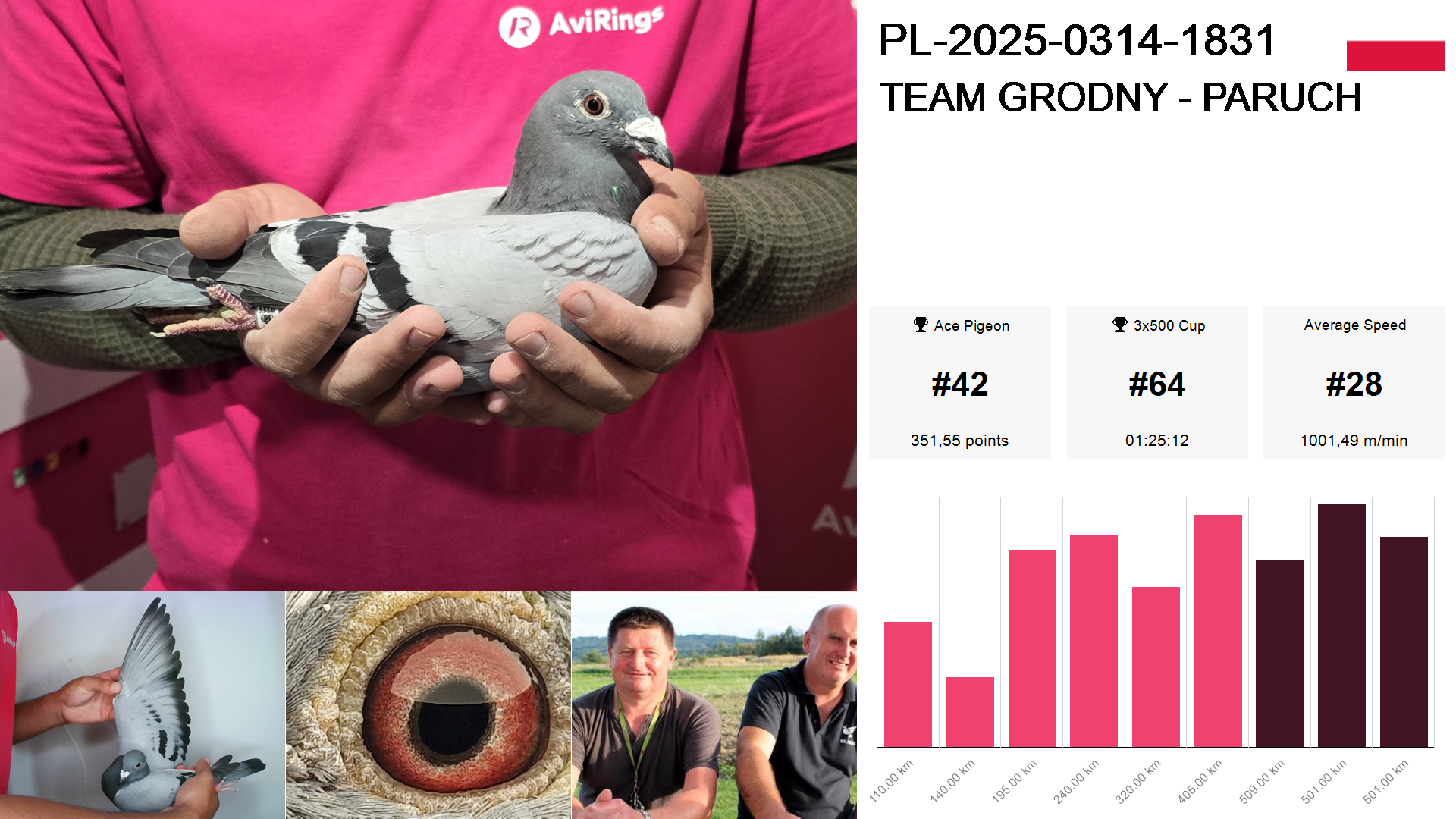 Pigeon summary image