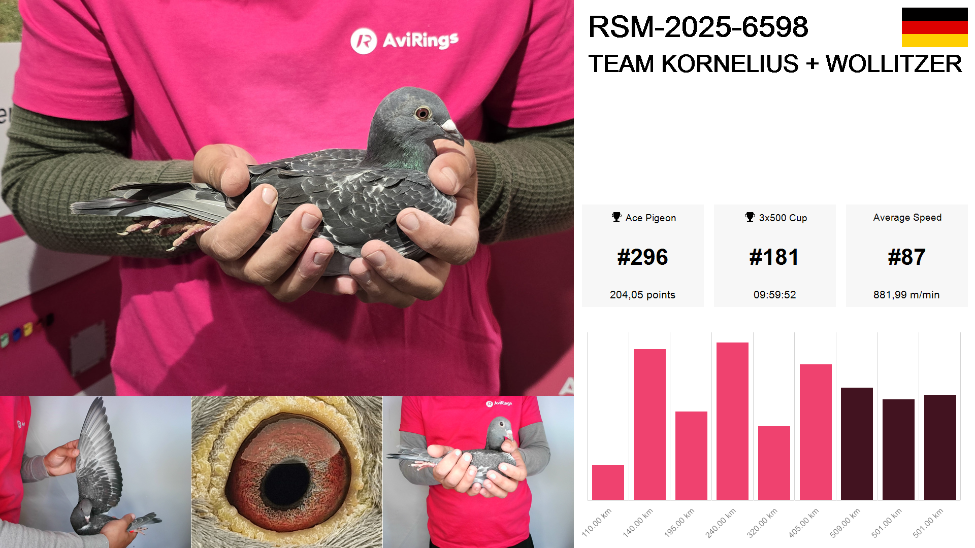 Pigeon summary image