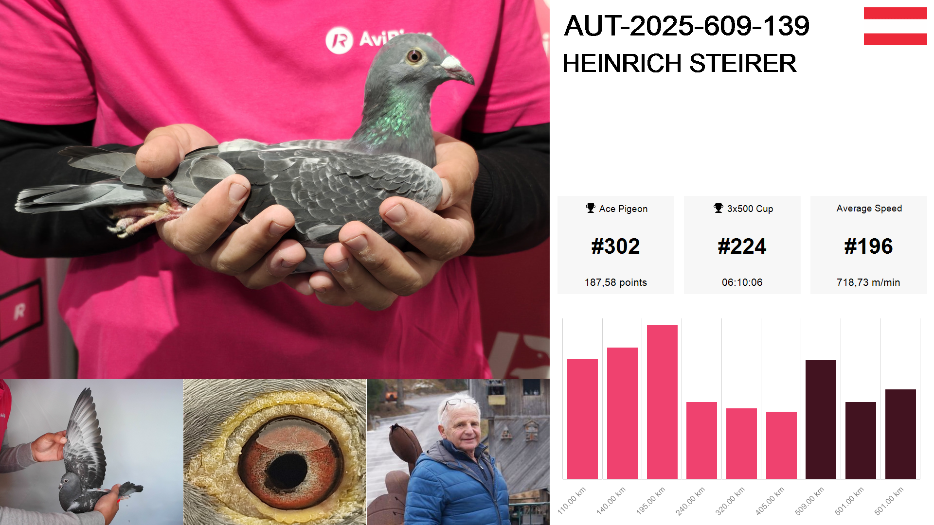 Pigeon summary image