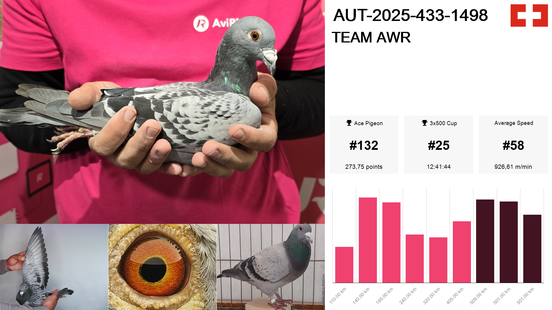 Pigeon summary image