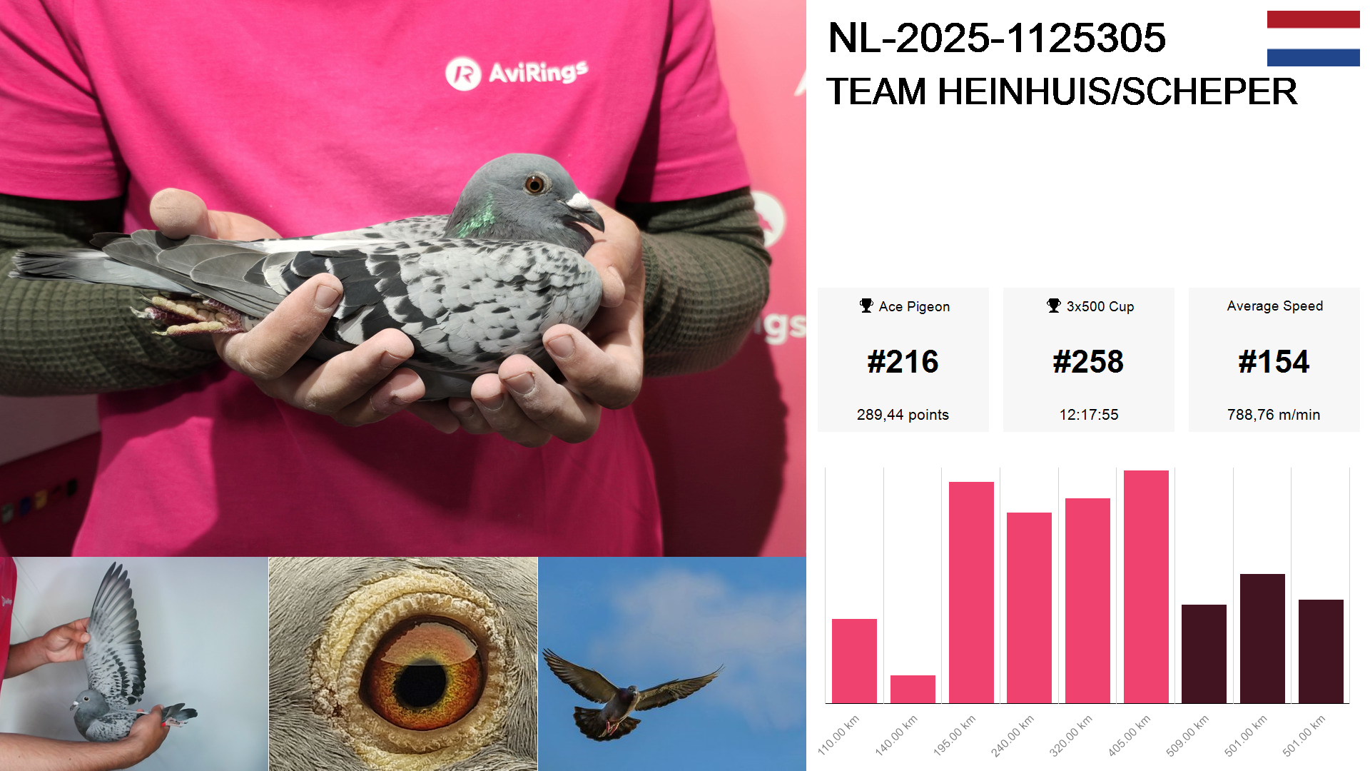 Pigeon summary image