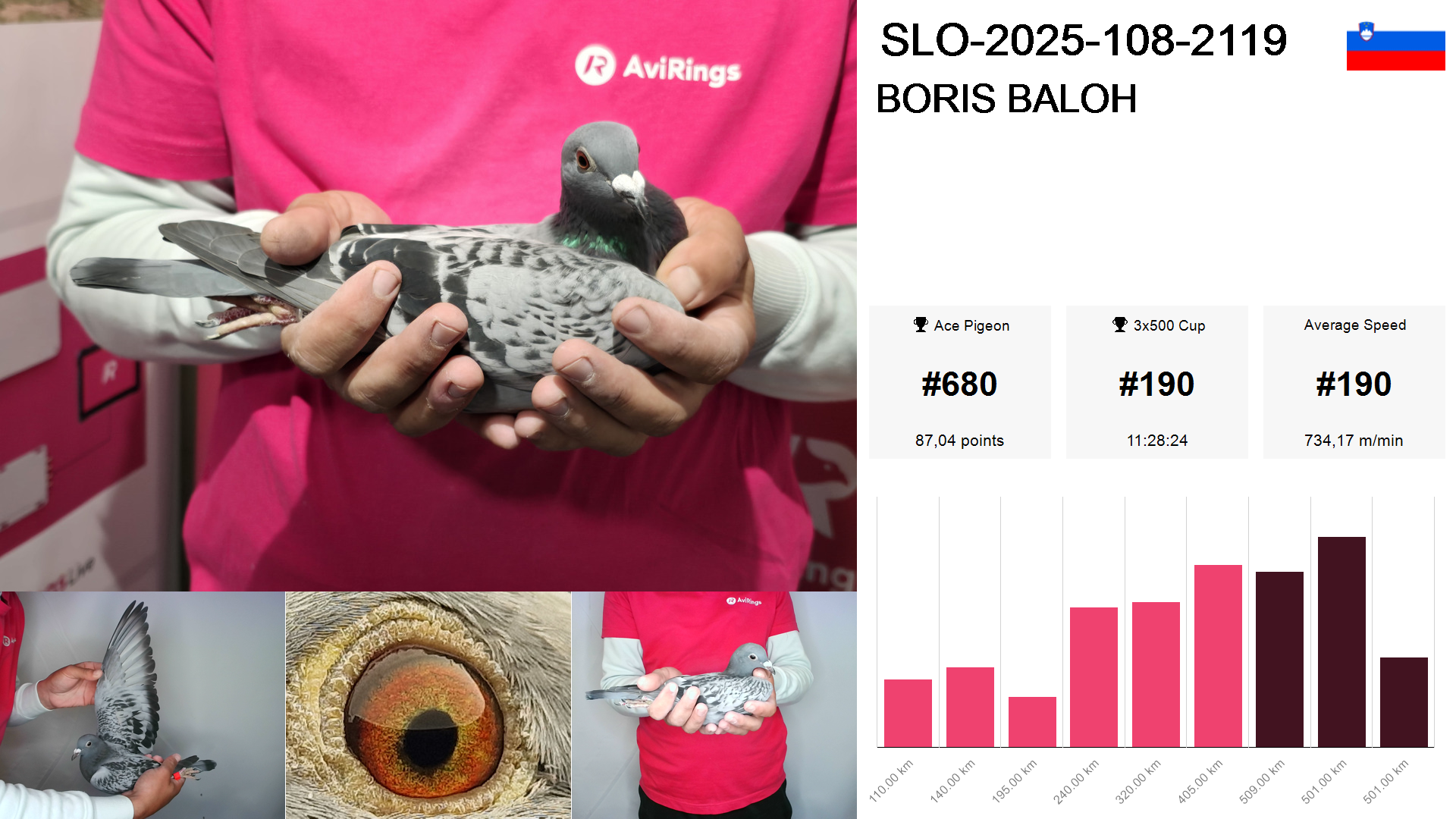 Pigeon summary image