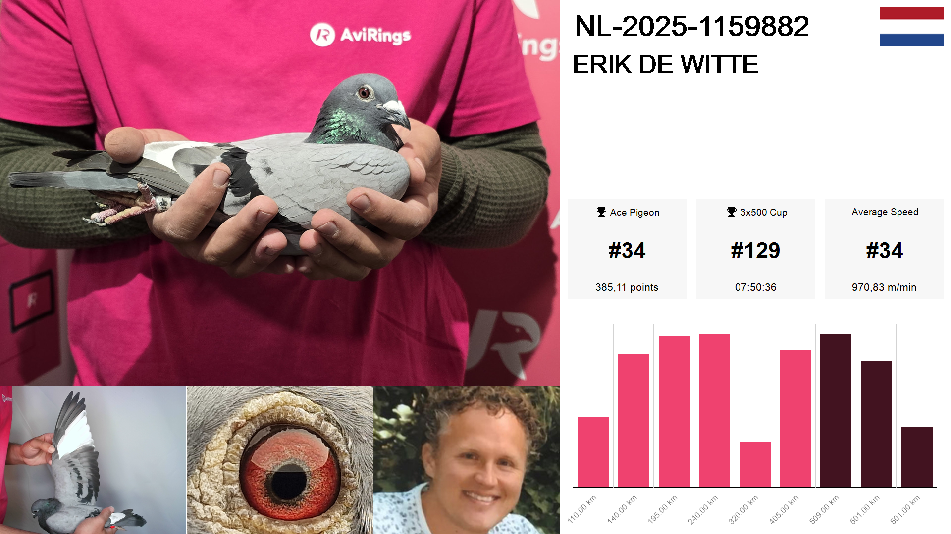Pigeon summary image