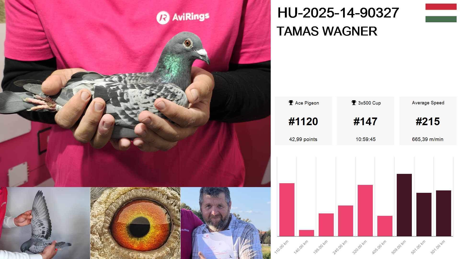 Pigeon summary image