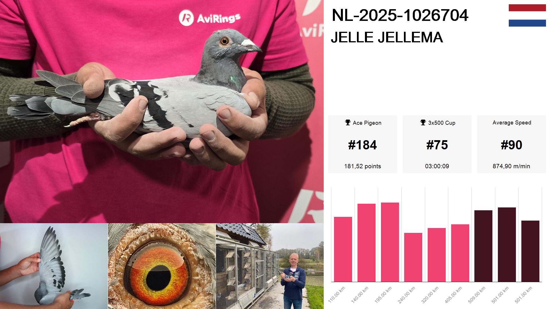 Pigeon summary image