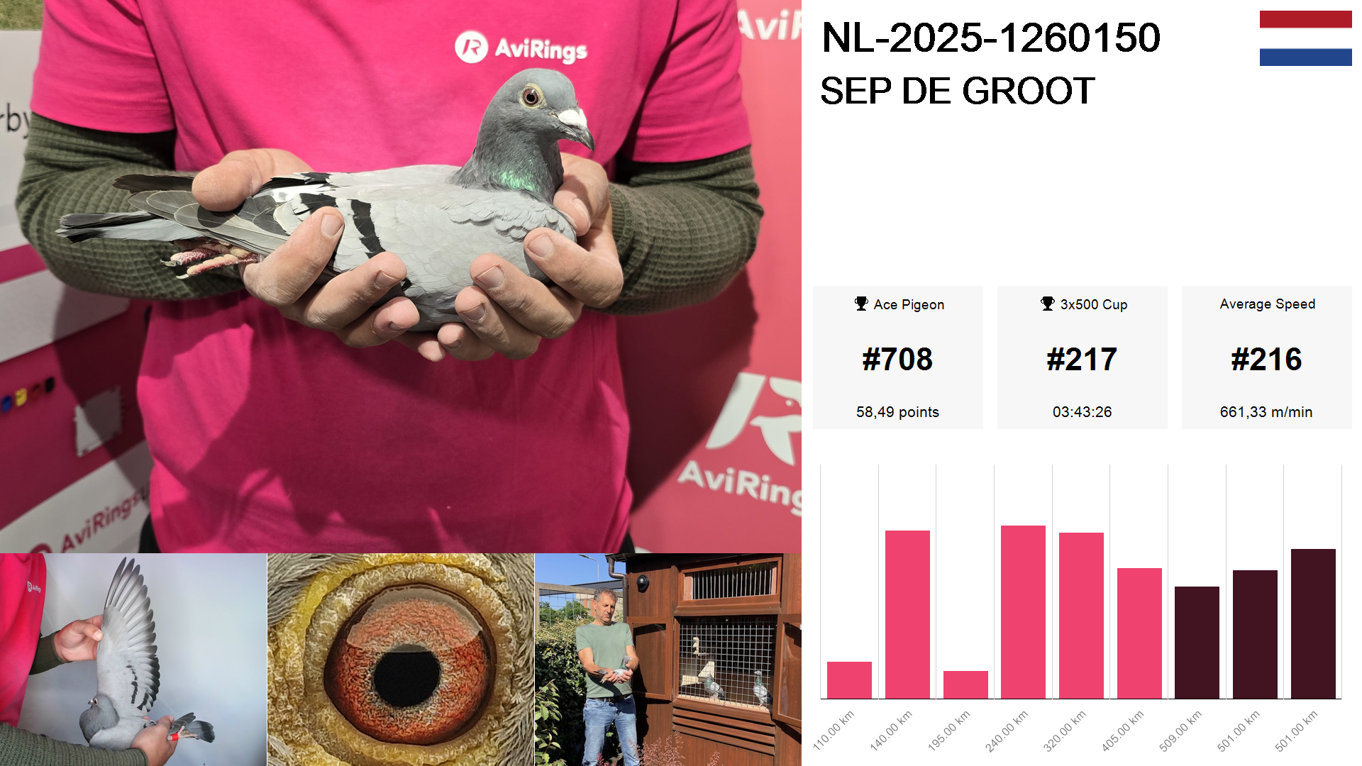 Pigeon summary image