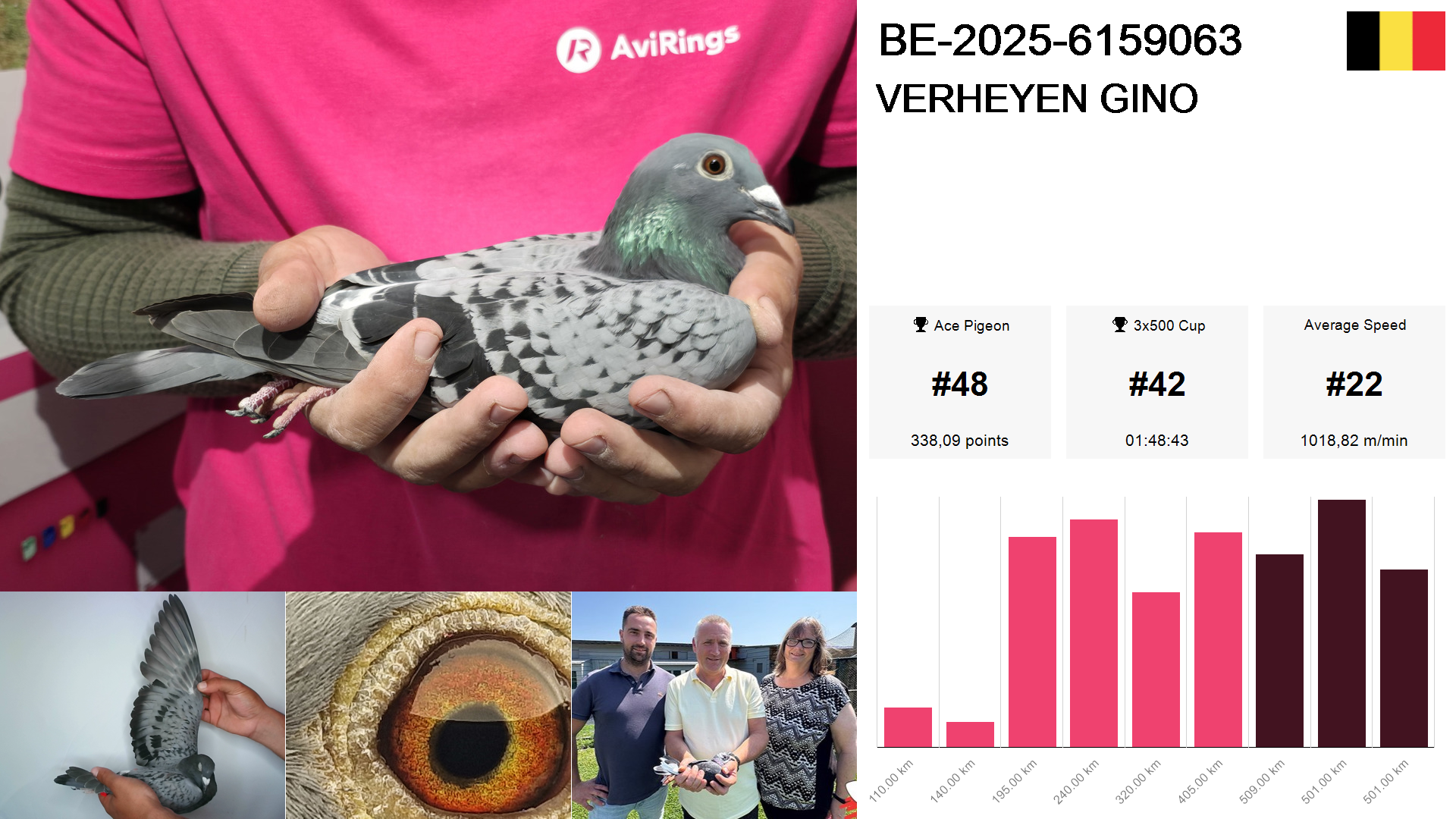 Pigeon summary image