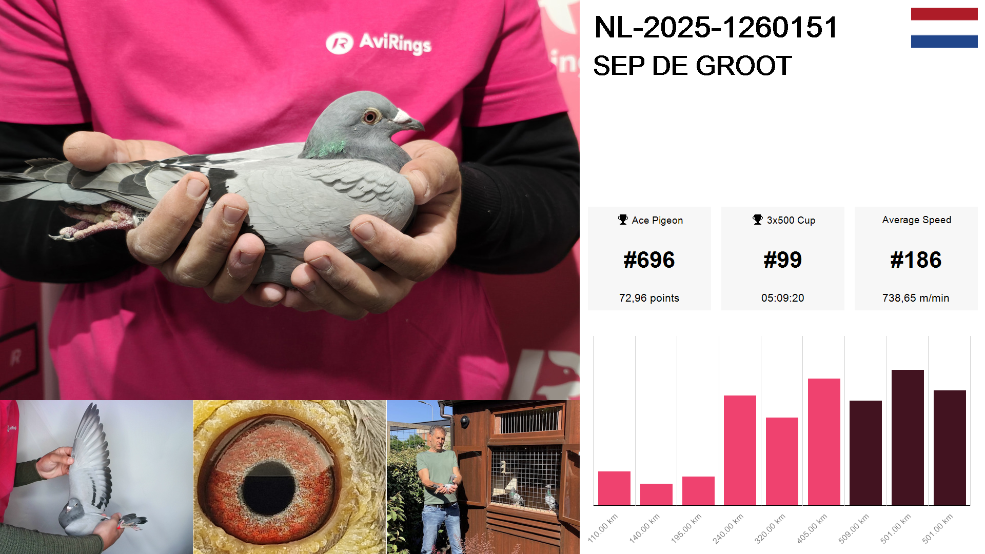 Pigeon summary image