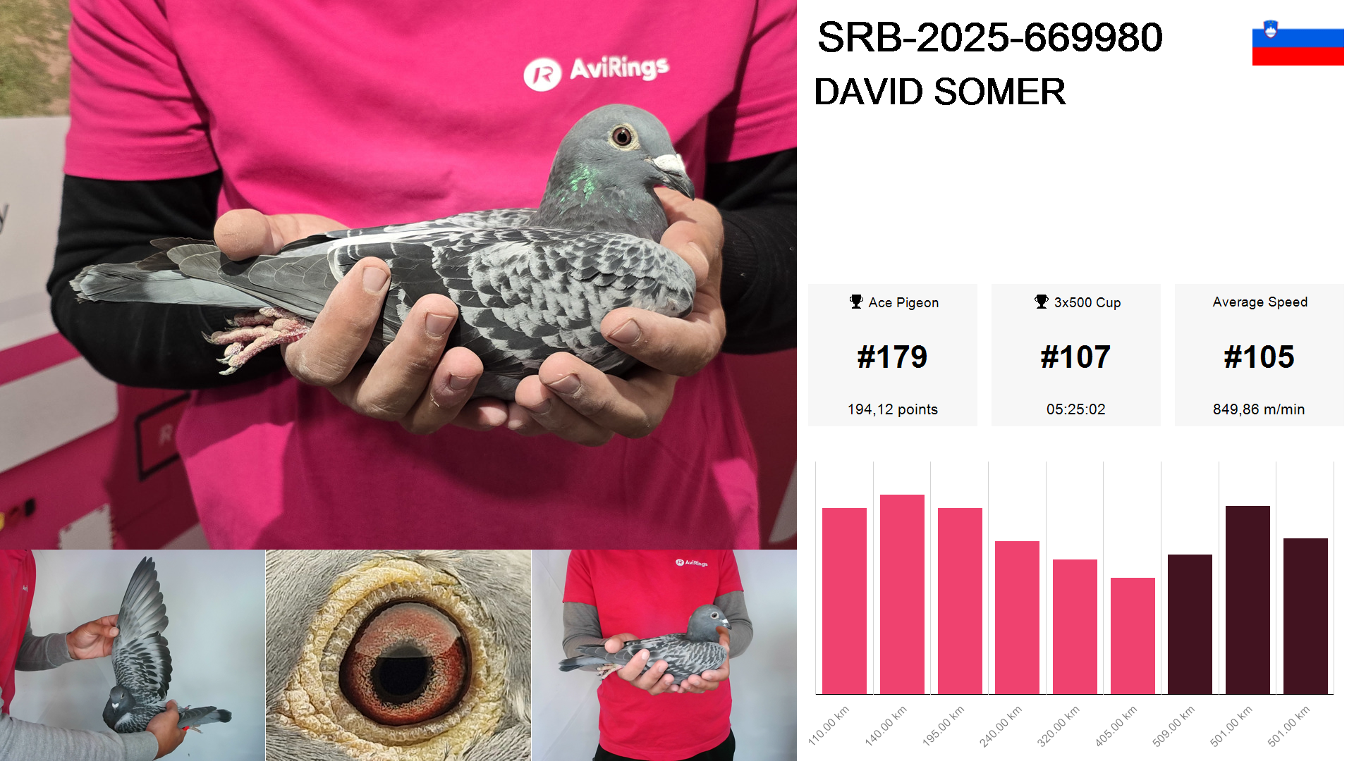 Pigeon summary image