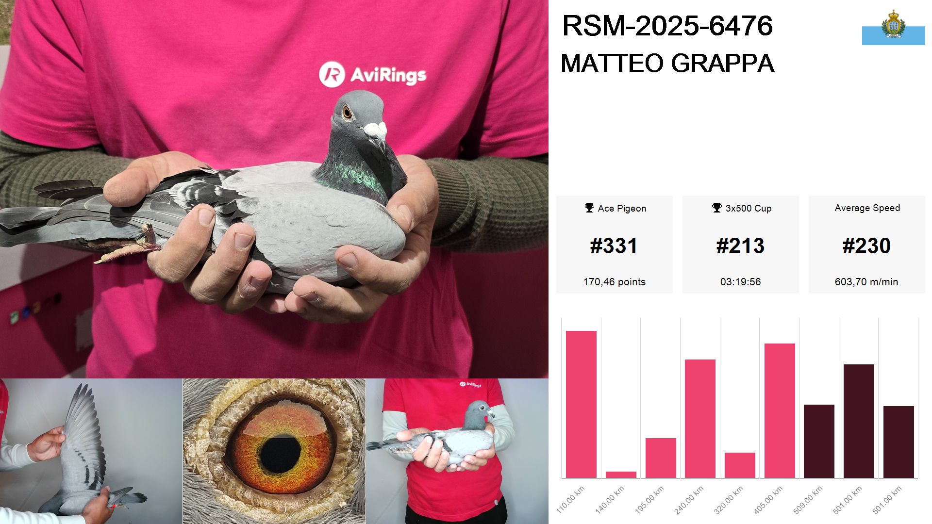 Pigeon summary image