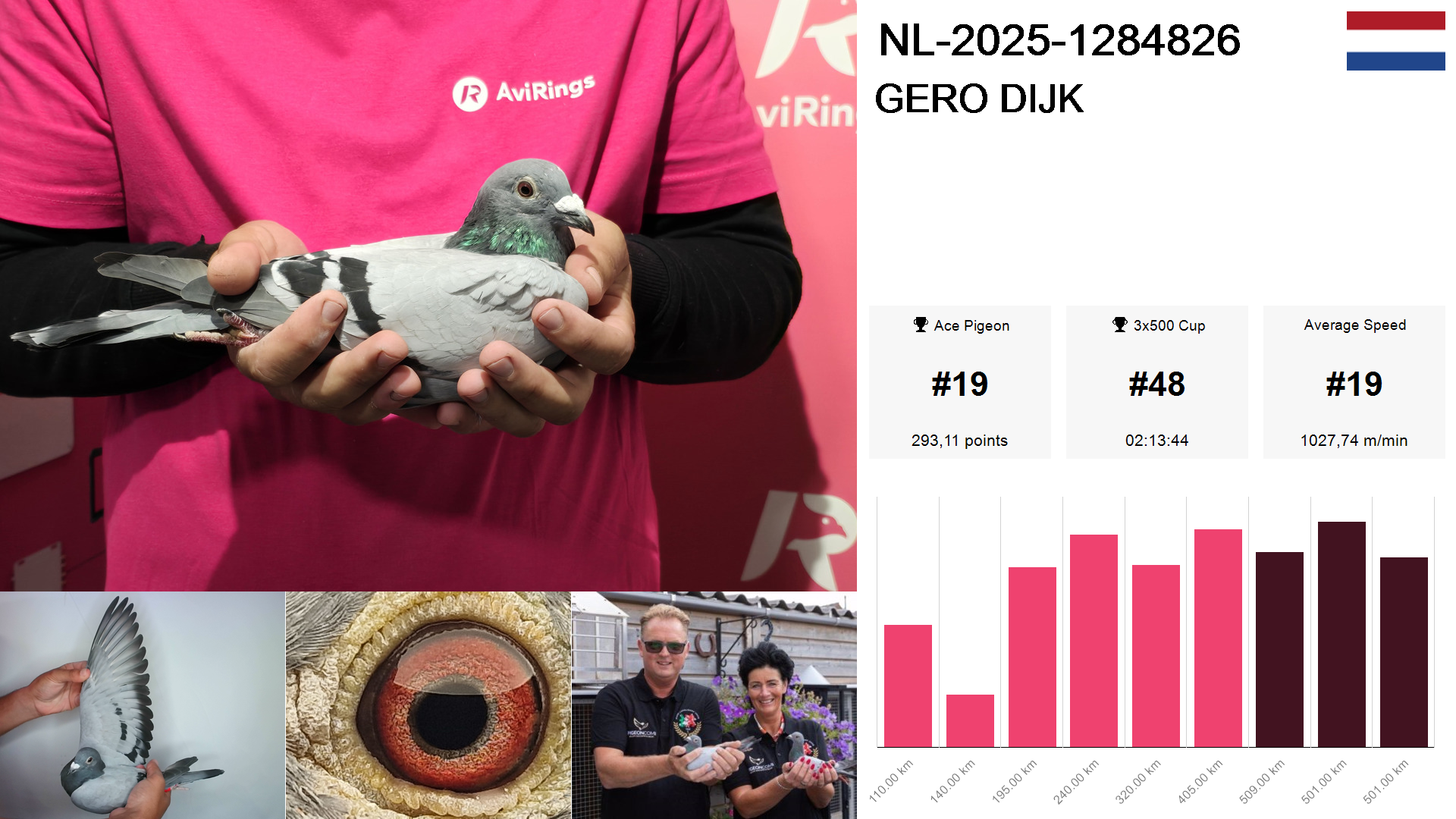 Pigeon summary image