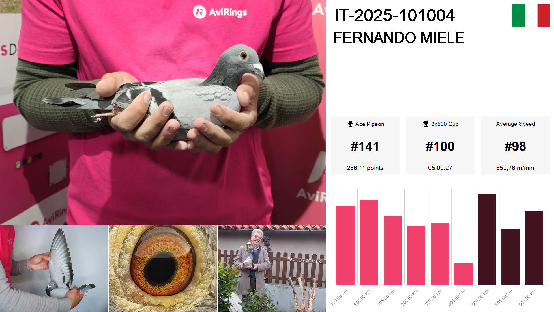Pigeon summary image