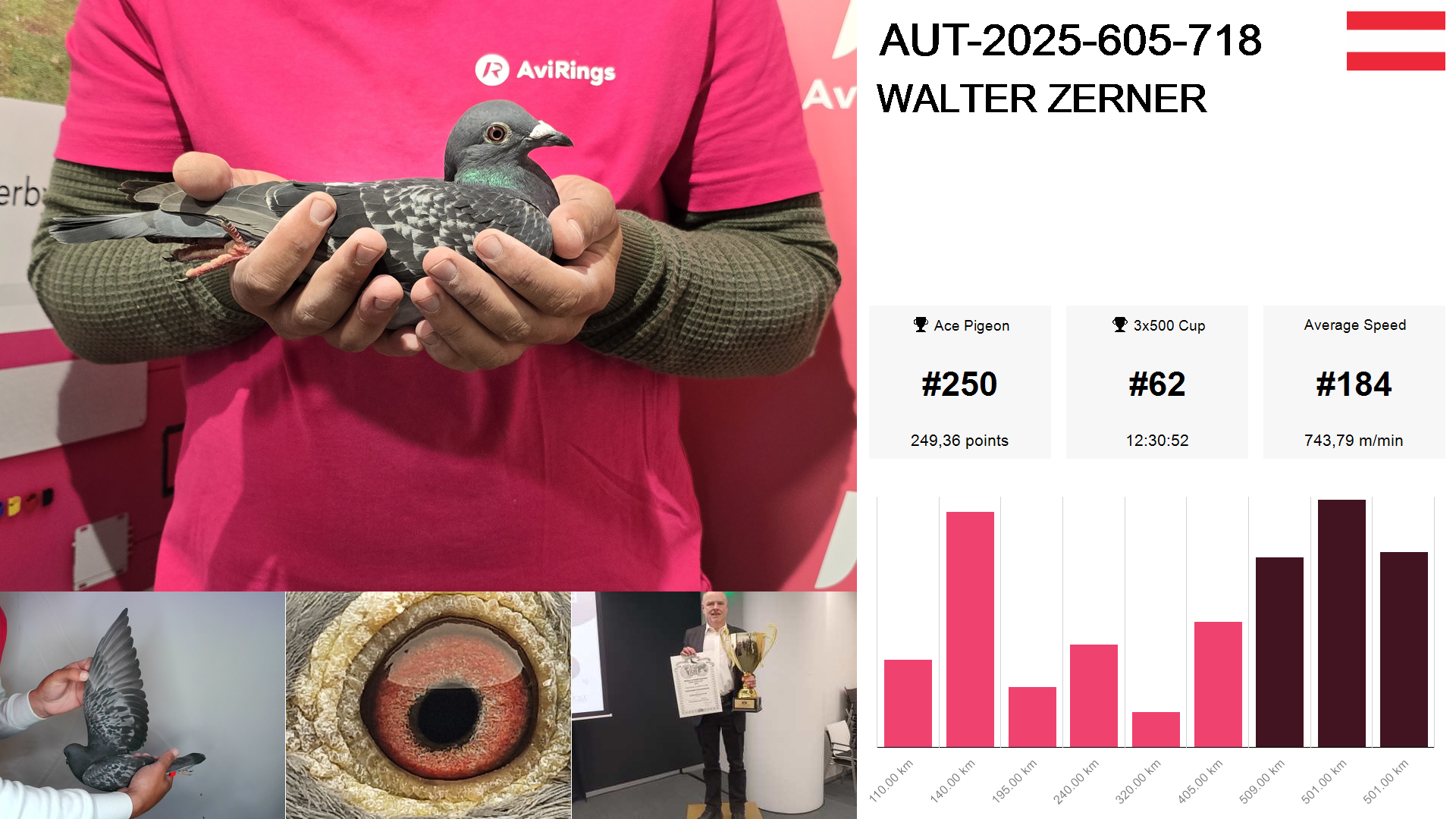 Pigeon summary image