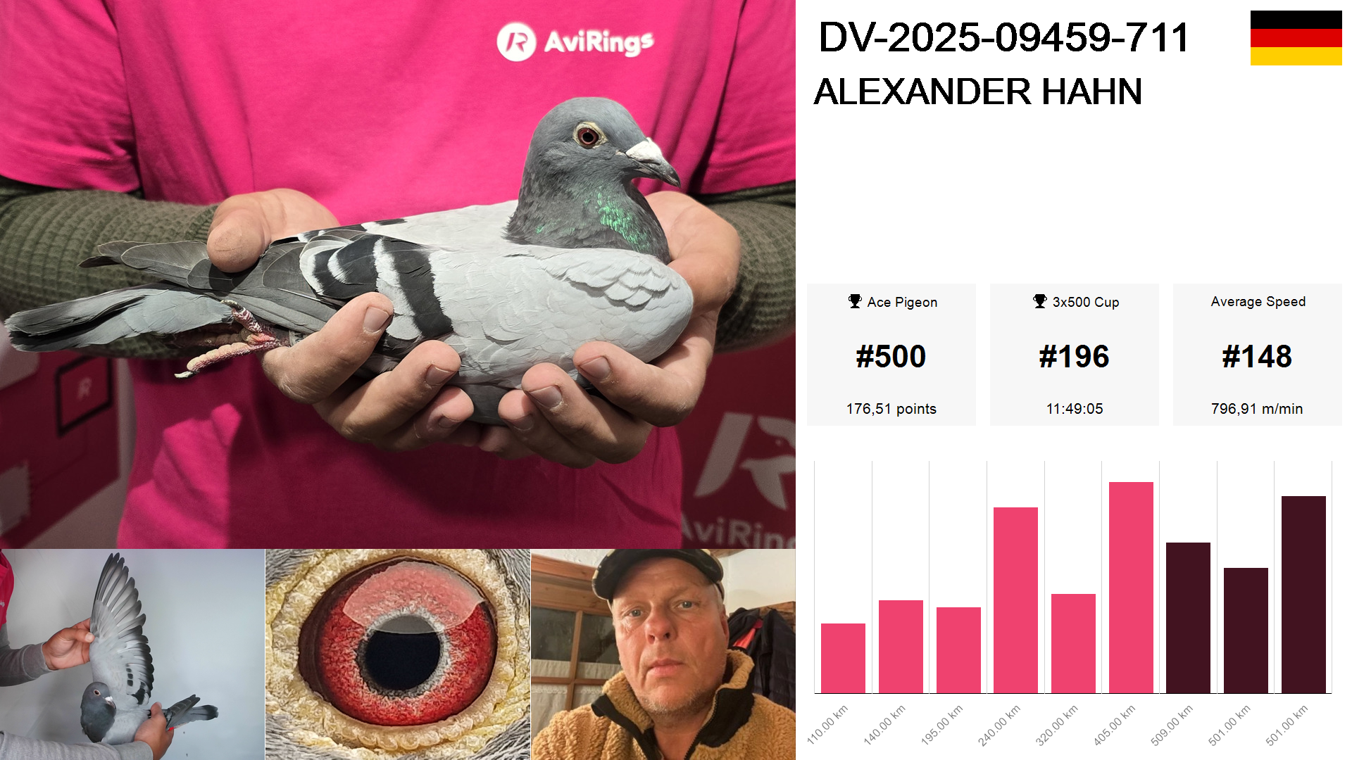 Pigeon summary image