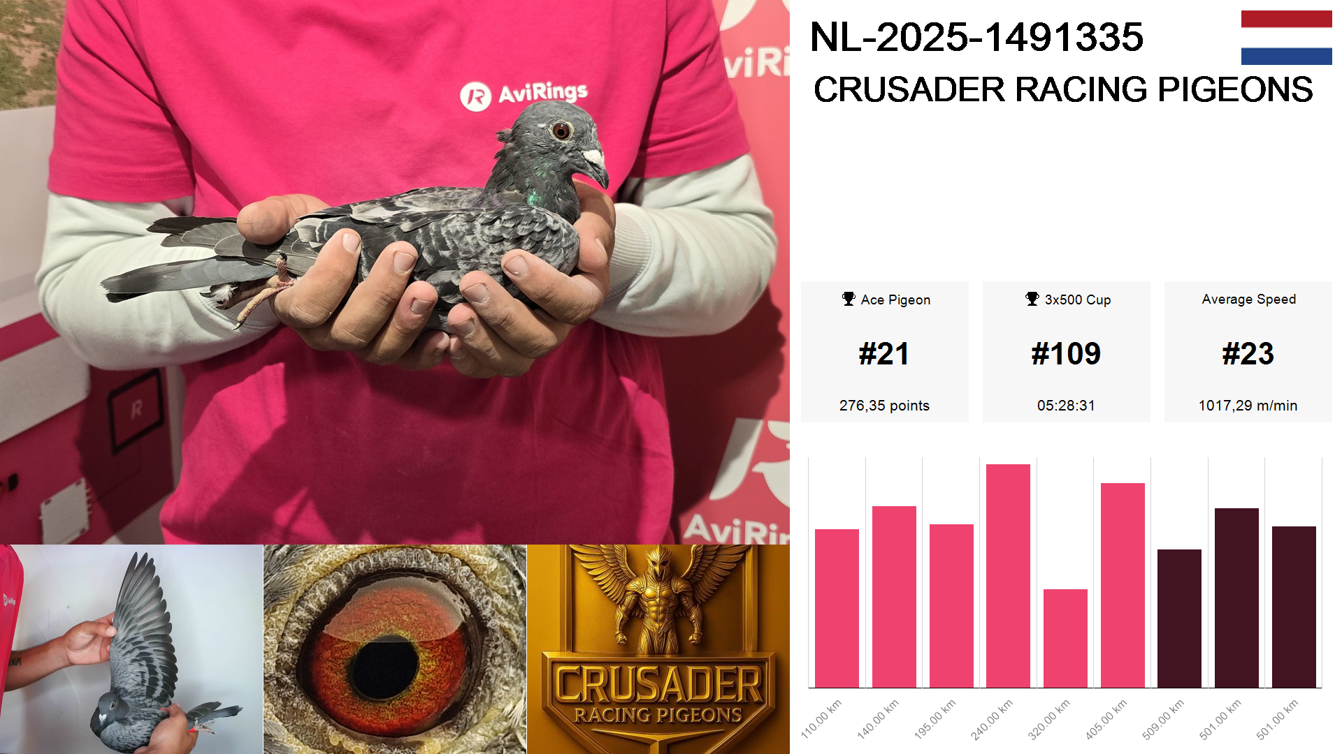 Pigeon summary image