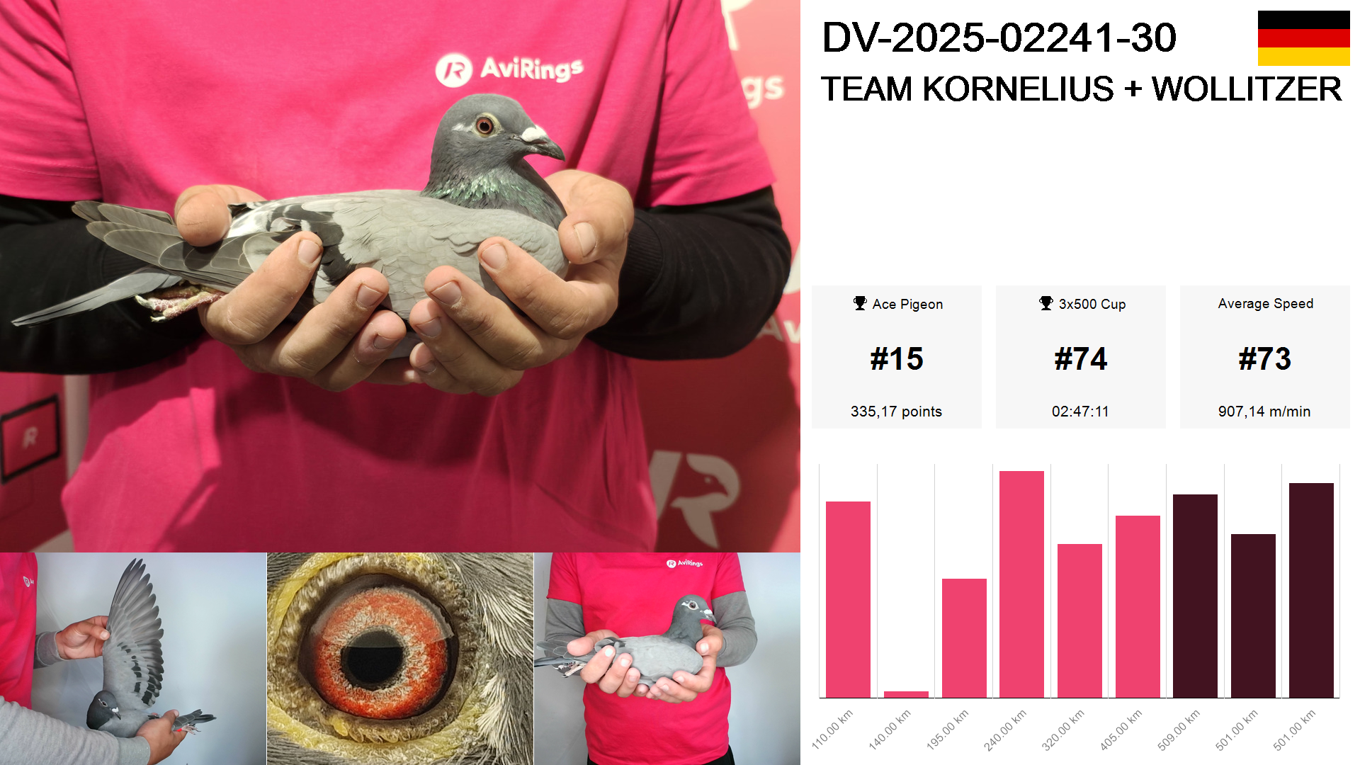 Pigeon summary image