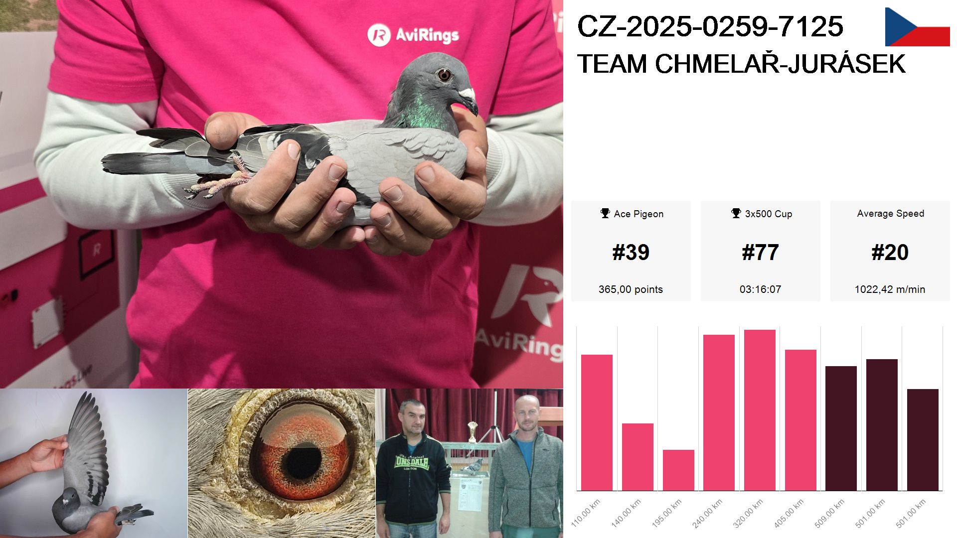 Pigeon summary image