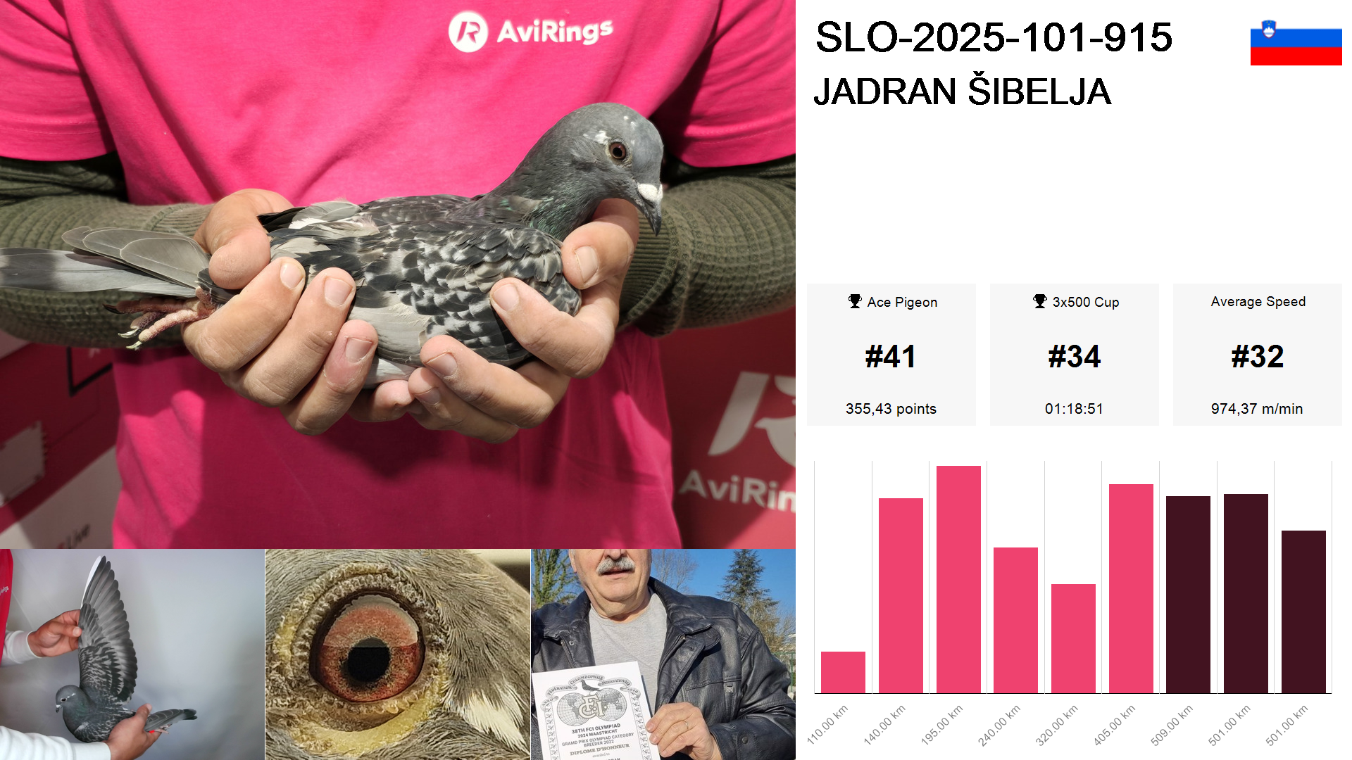 Pigeon summary image