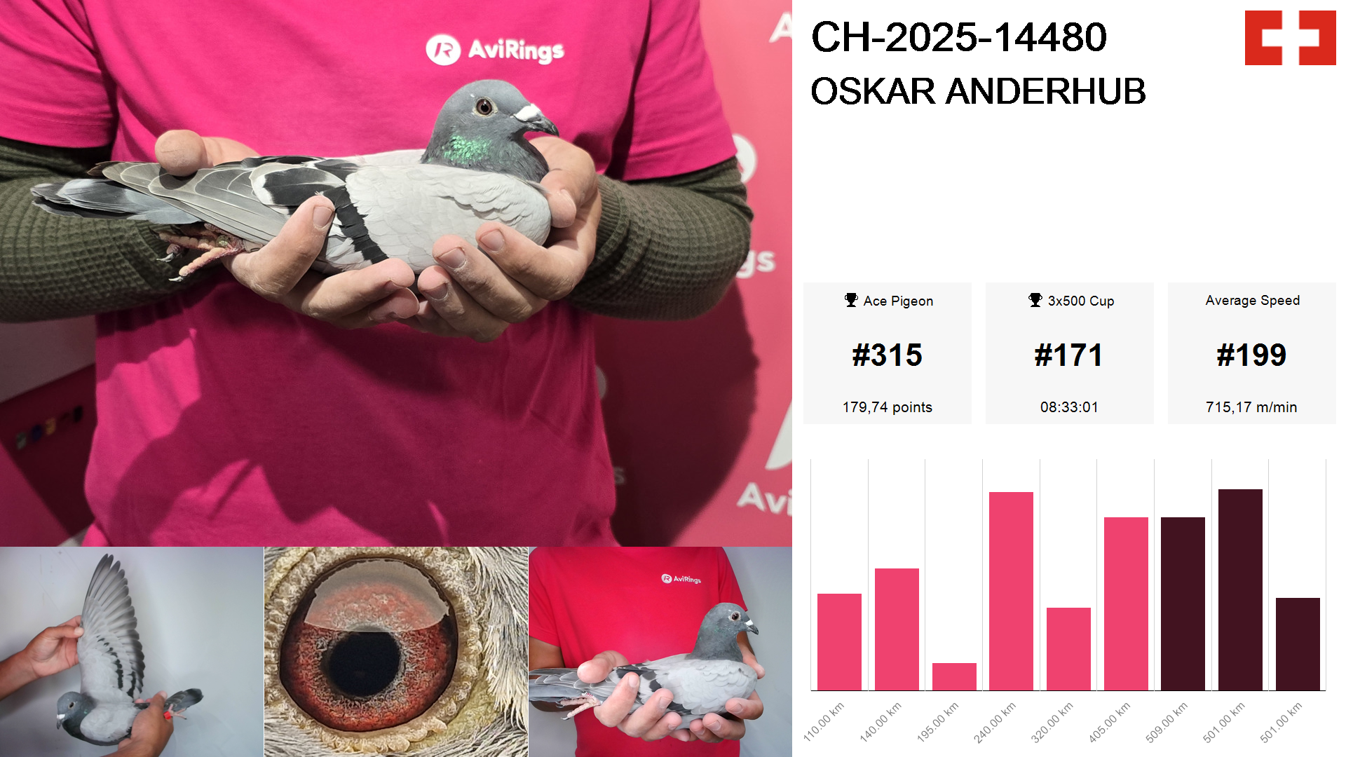 Pigeon summary image