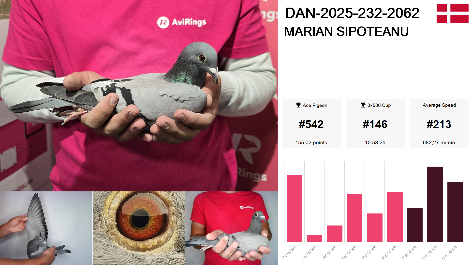 Pigeon summary image