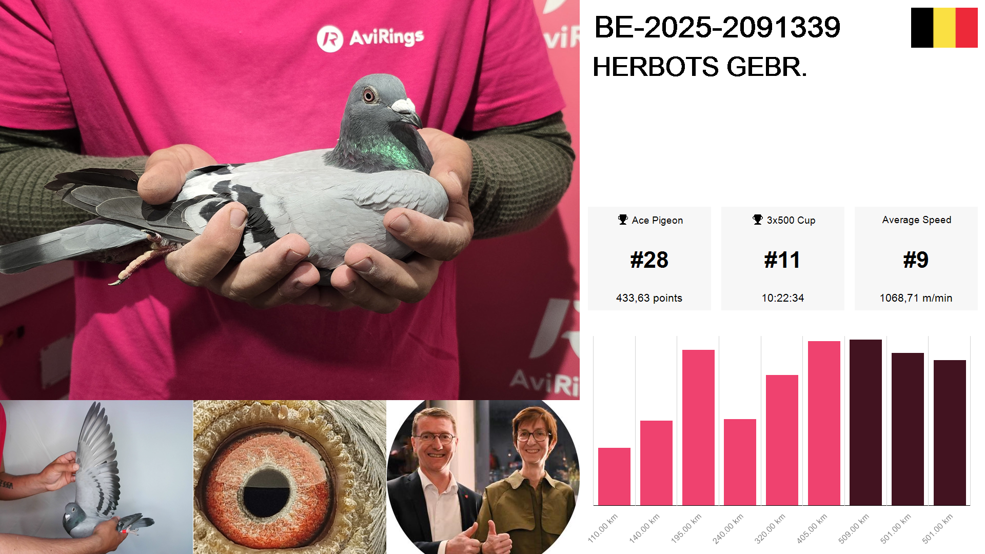 Pigeon summary image