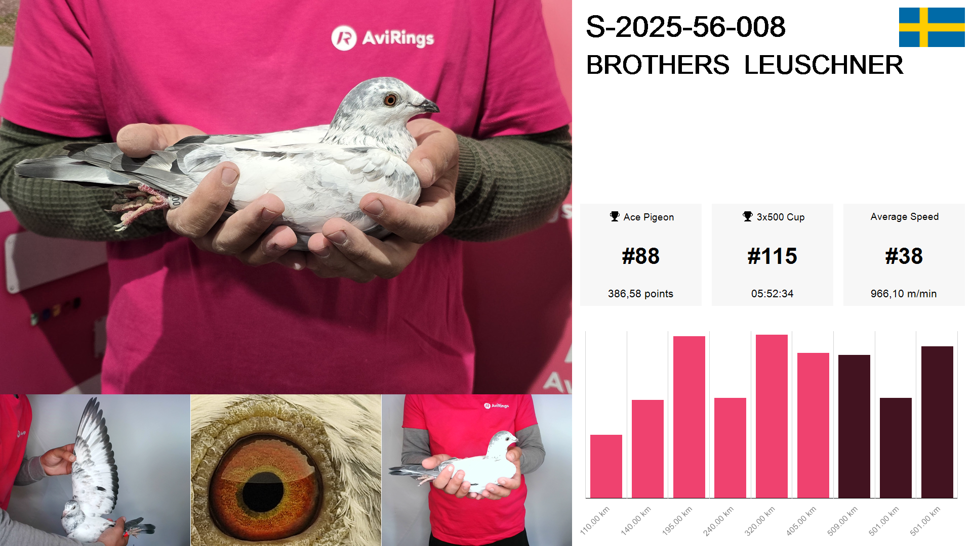 Pigeon summary image