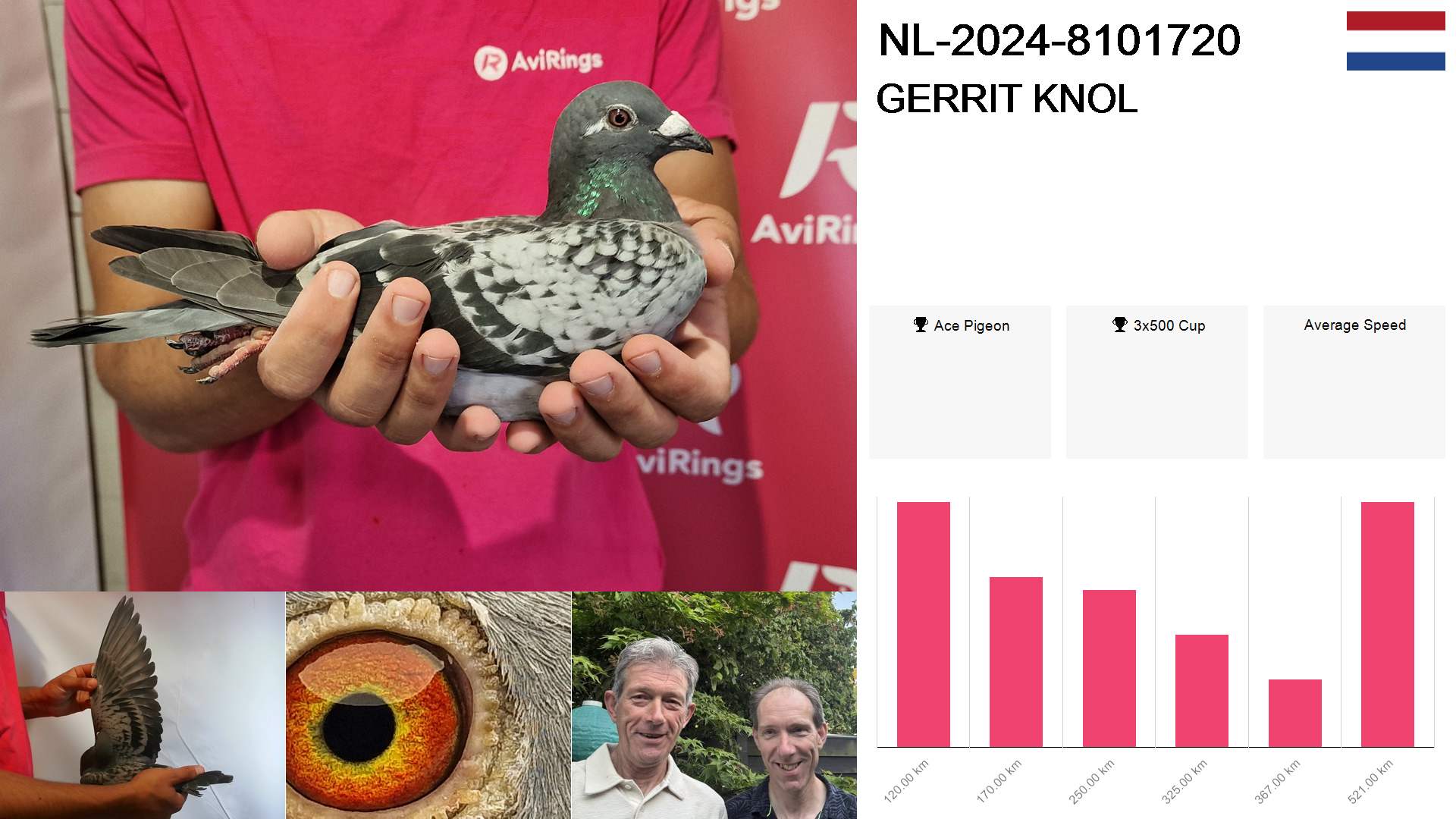 Pigeon summary image