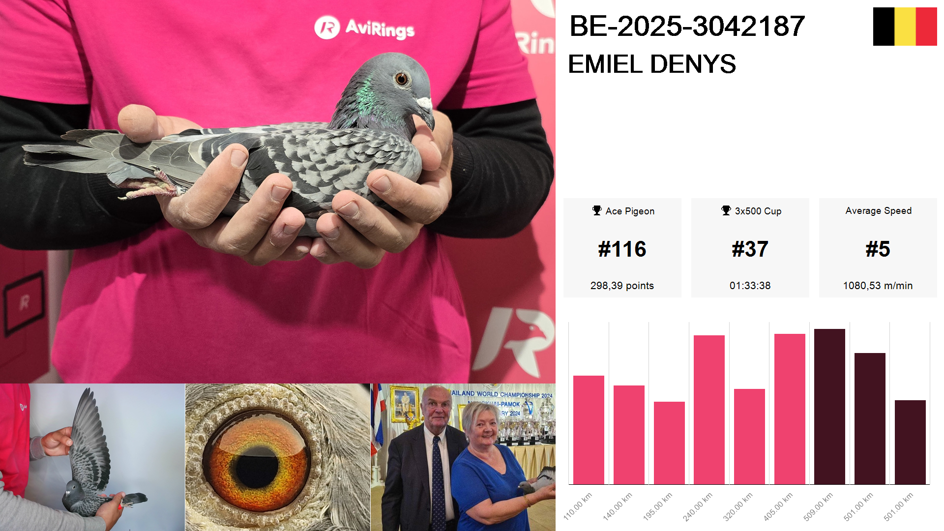 Pigeon summary image