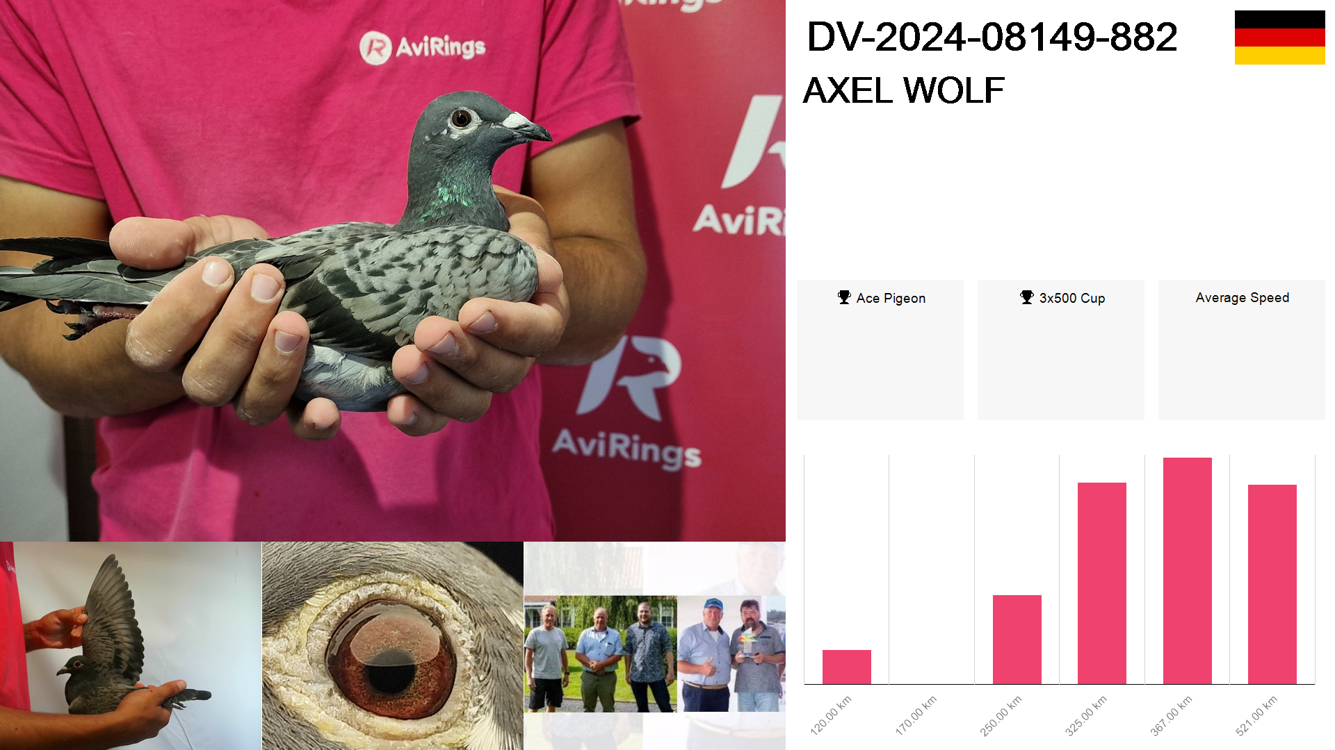 Pigeon summary image