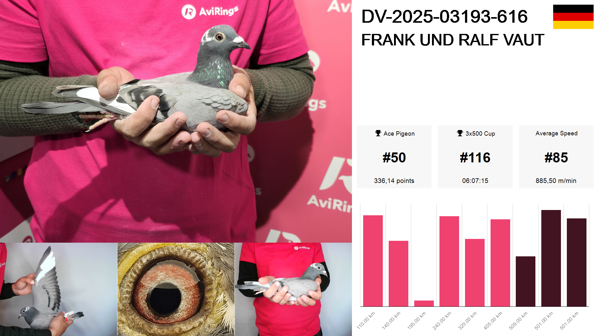 Pigeon summary image