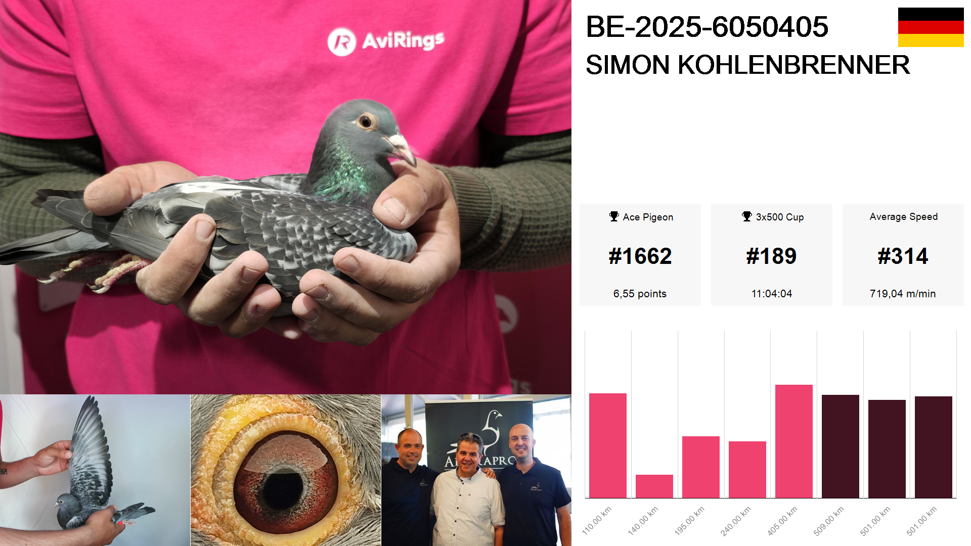 Pigeon summary image